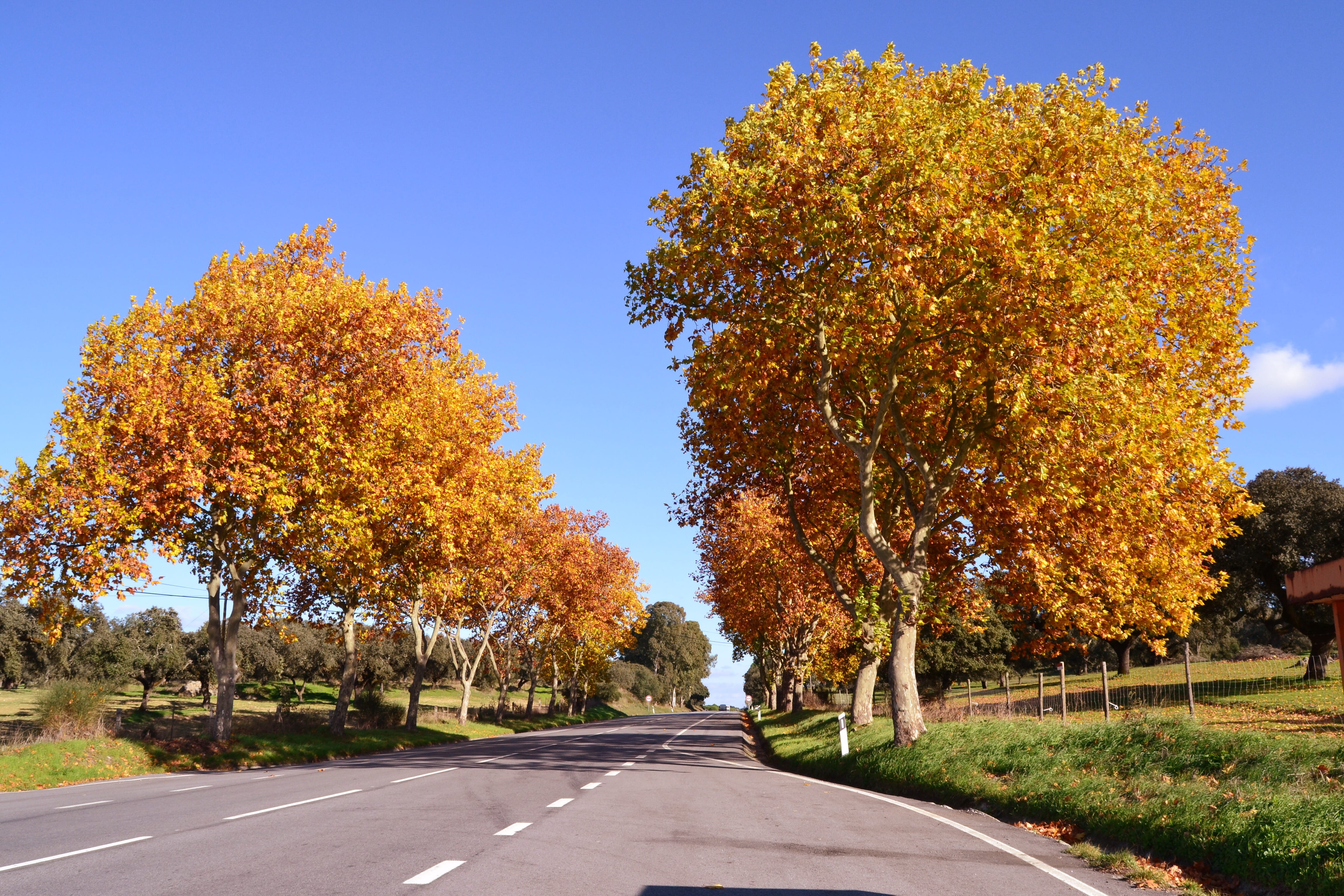 change, life, autumn, tranquility, foliage dries, road marking, day, Trees, symbol, no people, orange color, outdoors, road, leaf, dividing line, diminishing perspective, HD Wallpaper