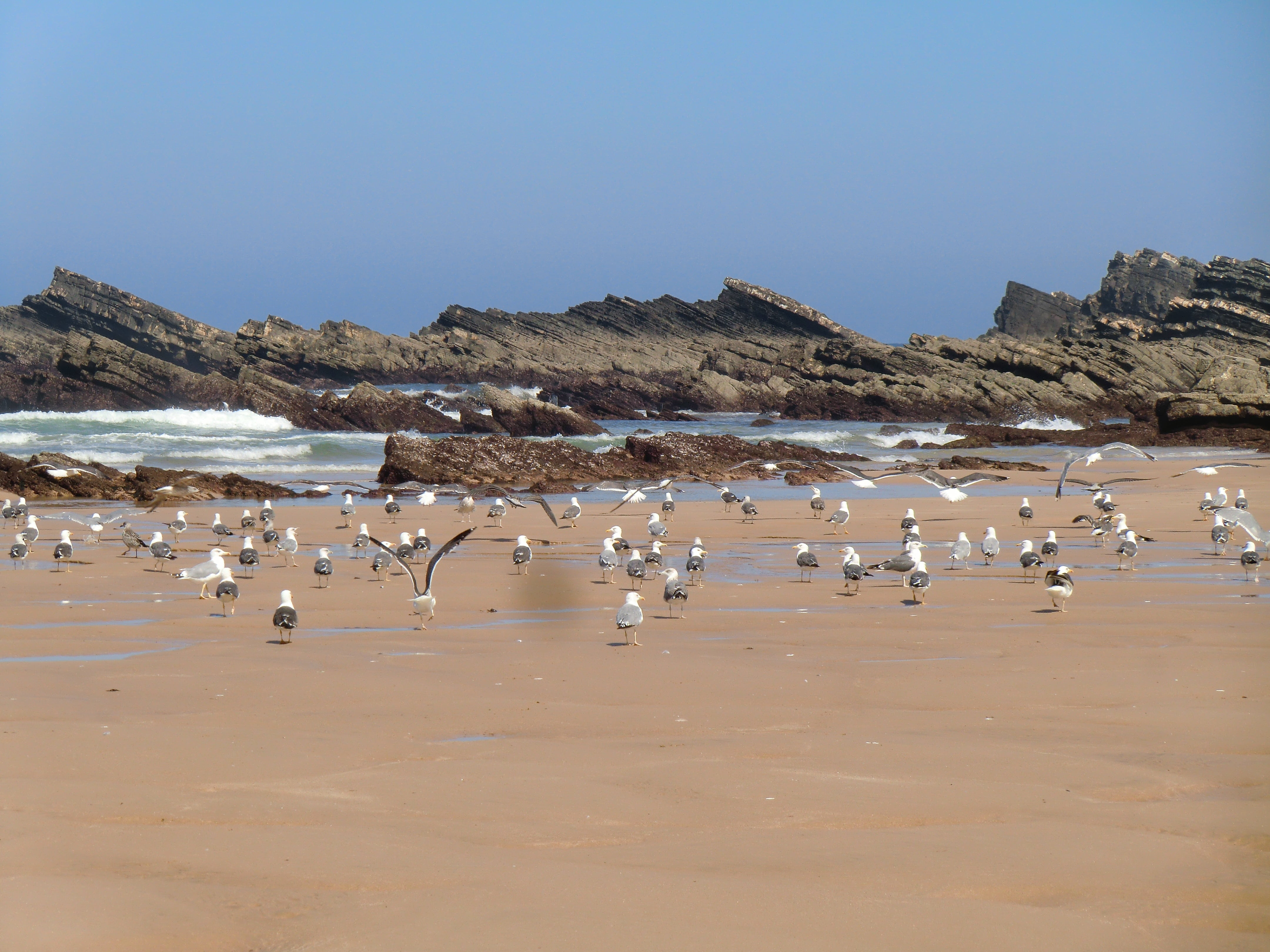bird, clear sky, outdoors, birds, group of animals, seagull, beach, no people, animal, nature, seagulls, animal themes, alentejo, sea, land, flock of birds, HD Wallpaper