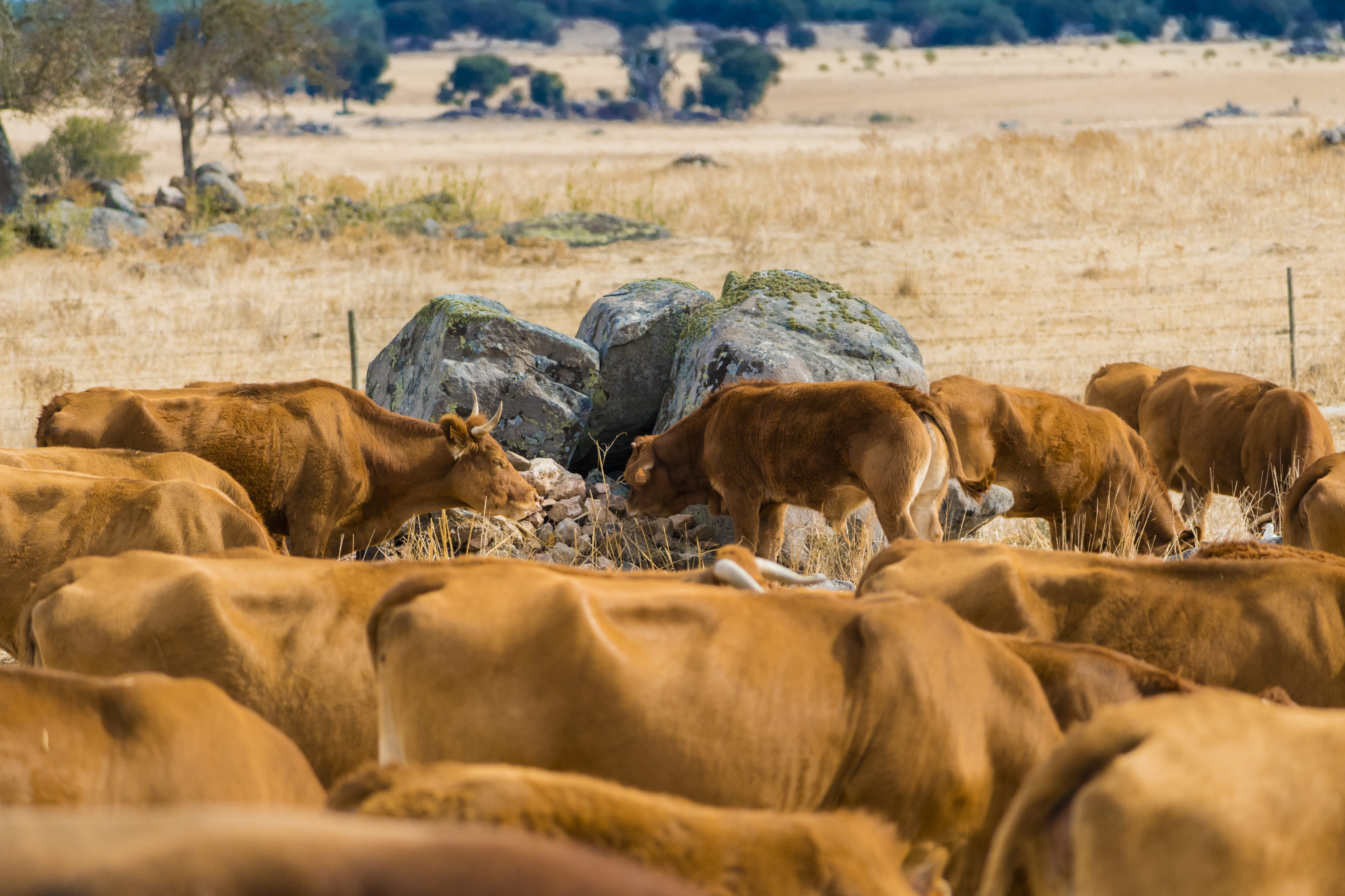 land, vertebrate, no people, portugal, livestock, animals in the wild, travel, caw, herd, vacation, sun, wildlife, grass, field, farm, nature, domestic animals, HD Wallpaper