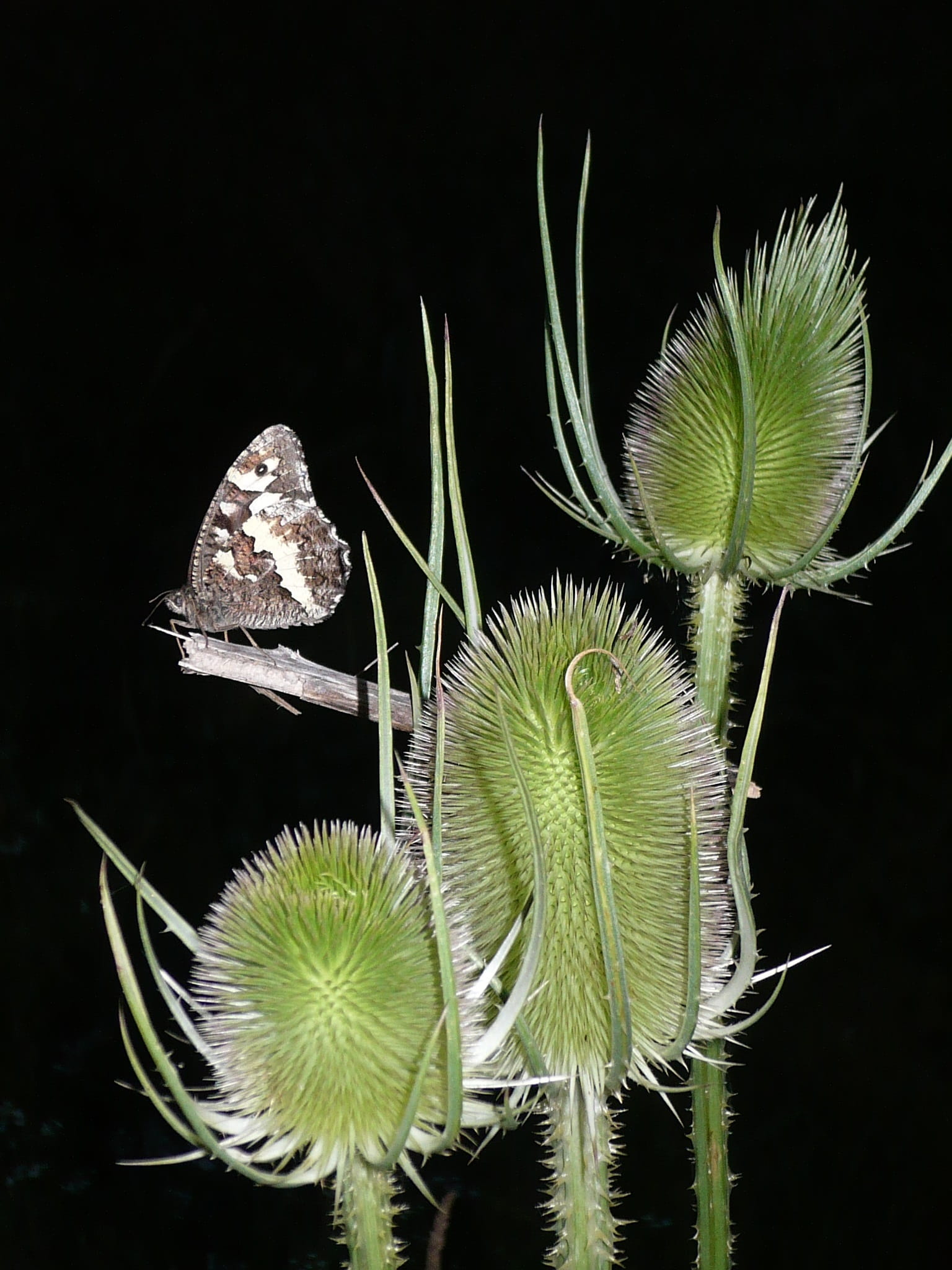 vulnerability, close-up, flower, moorish king, tranquility, Thistle, brintesia circe, plant part, spiky, cactus, day, black background, leaf, Butterfly, Phone HD Wallpaper