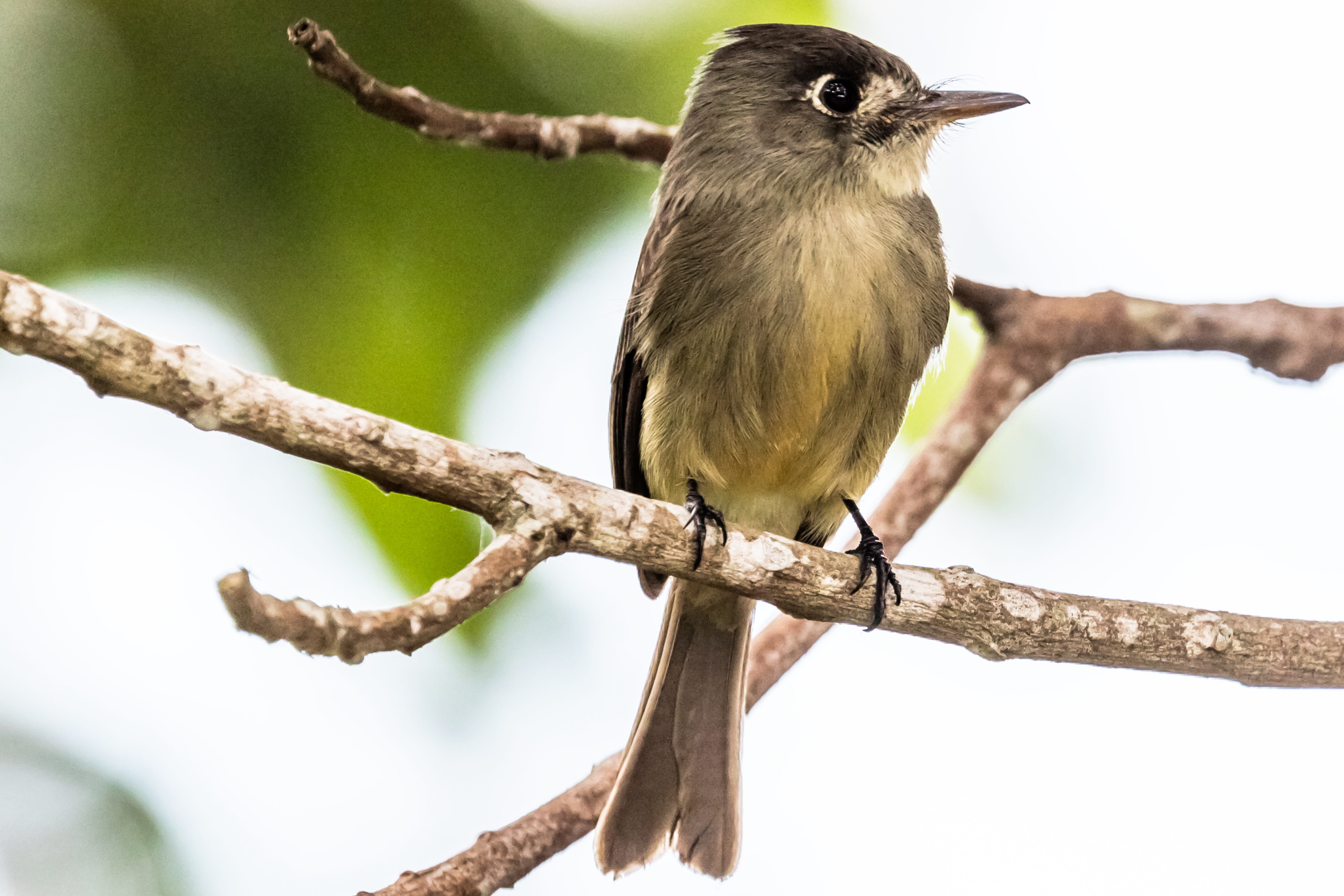 vertebrate, one animal, bird, cuba, beak, san cristobal, beauty in nature, bobito chico, nature, 5K, artemisa, animal wildlife, songbird, no people, animal body part, HD Wallpaper