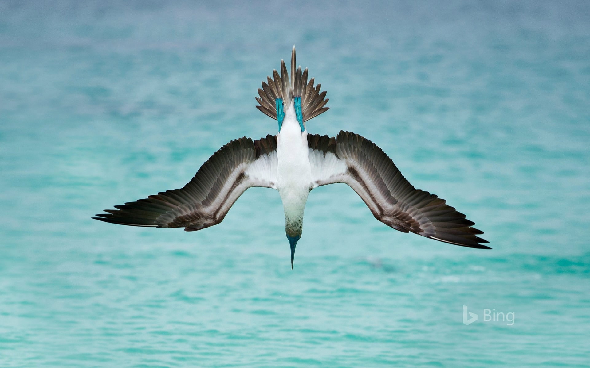 animals in the wild, sea, water, flying, animal, one animal, vertebrate, mid-air, motion, animal themes, blue, ecuadorian, boobies, bird, san, spread wings, HD Wallpaper