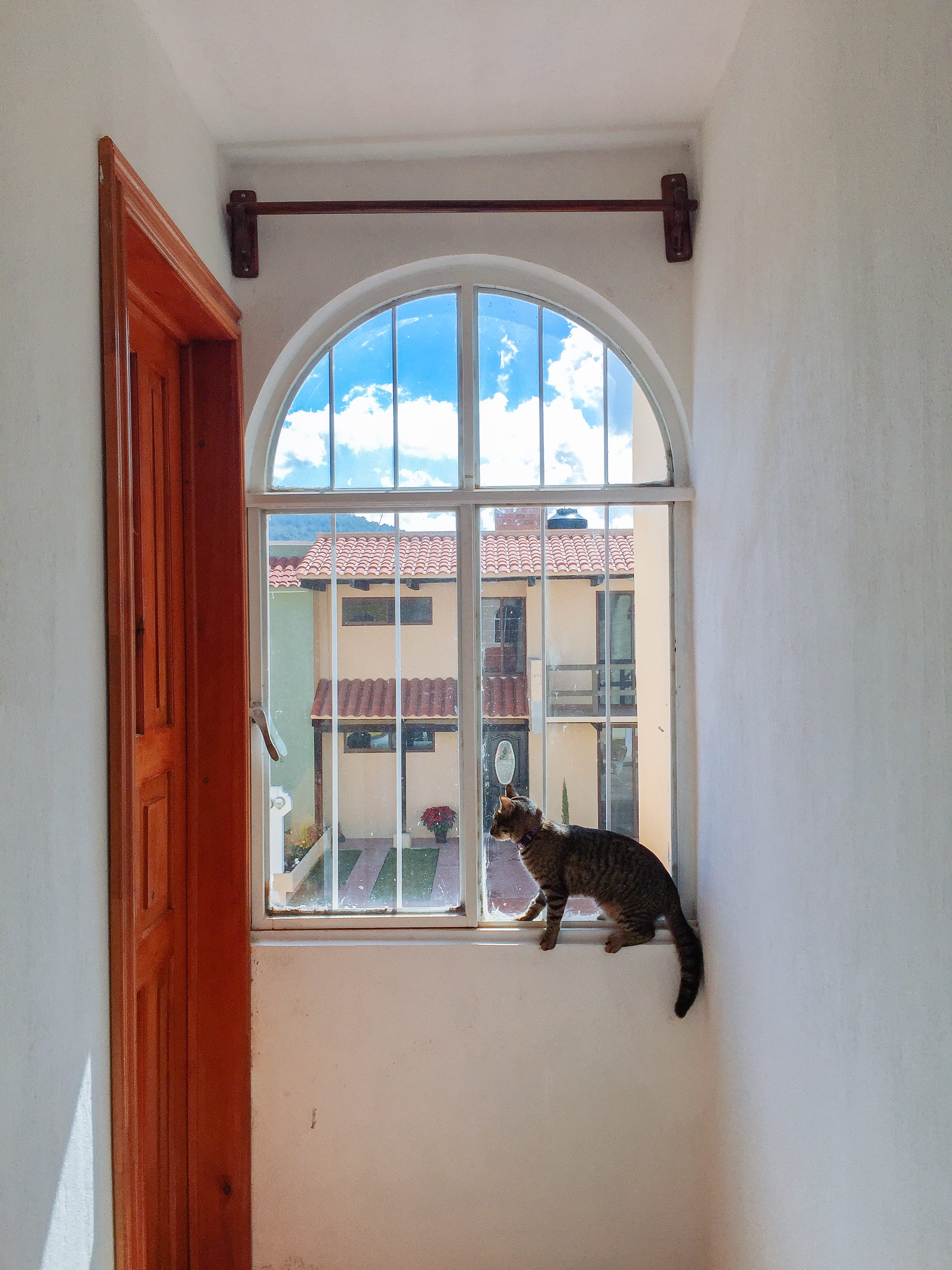 vertebrate, cat, mammal, san cristobal de las casas, architecture, glass, animal, indoors, arch, domestic cat, 2K, window, domestic animals, pets, animal themes, Phone HD Wallpaper