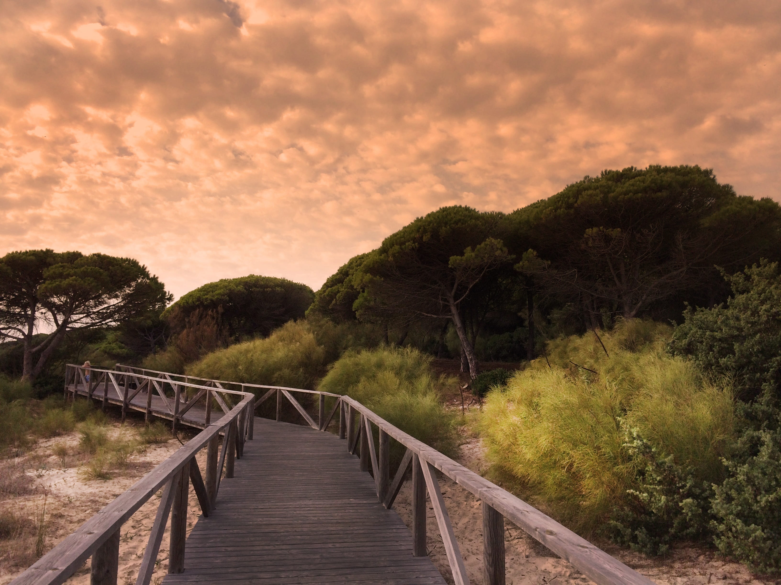 beach, landscape, 2K, bridge - man made structure, tree, footpath, long, surrounded, direction, architecture, beauty in nature, non-urban scene, scenics - nature, HD Wallpaper