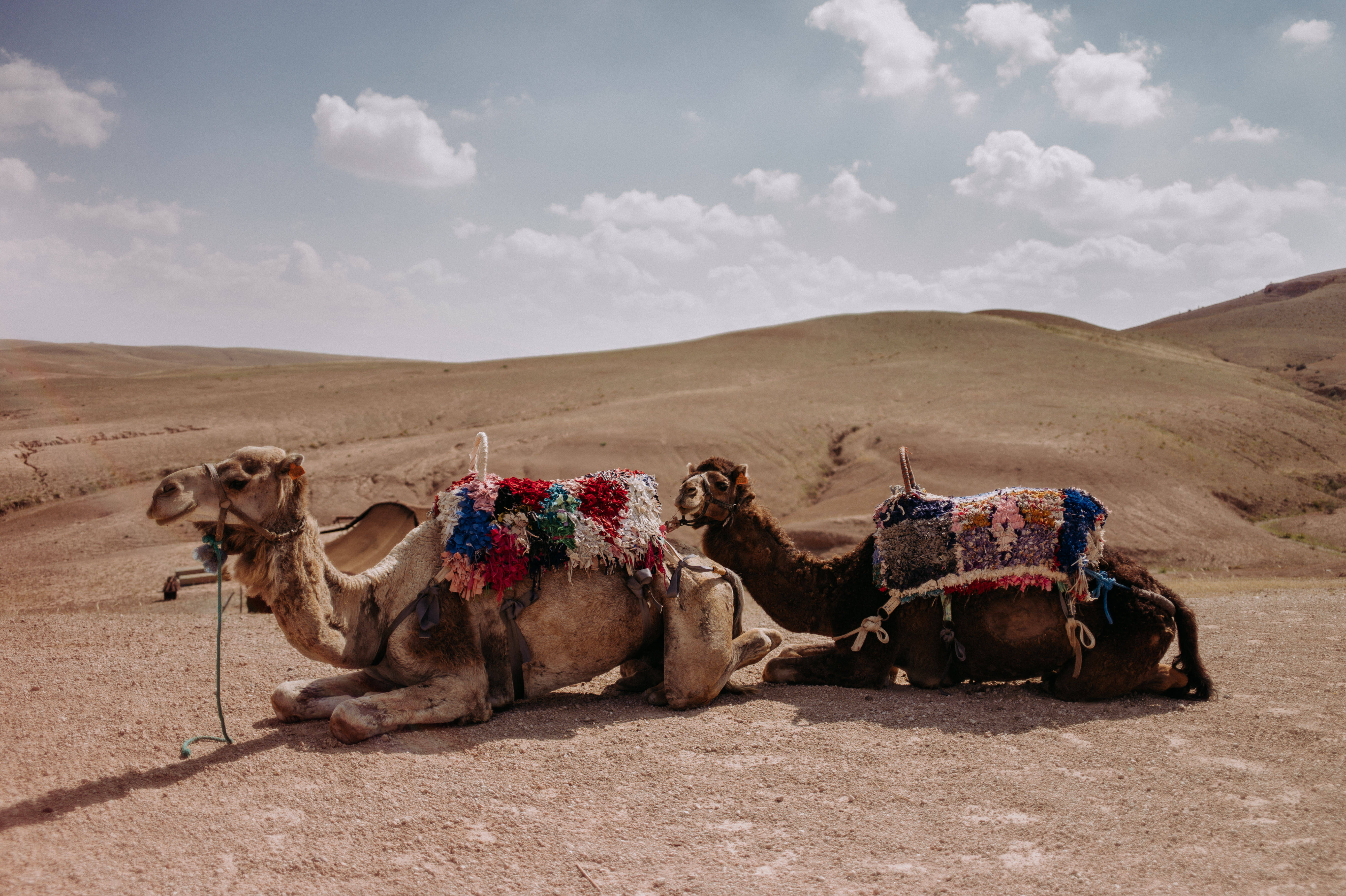 saddle, maric, no people, dry, white, blue, domestic animals, desert-ship, domestic, nature, environment, sky, morocco, 5K, group of animals, agafay, adventure, HD Wallpaper