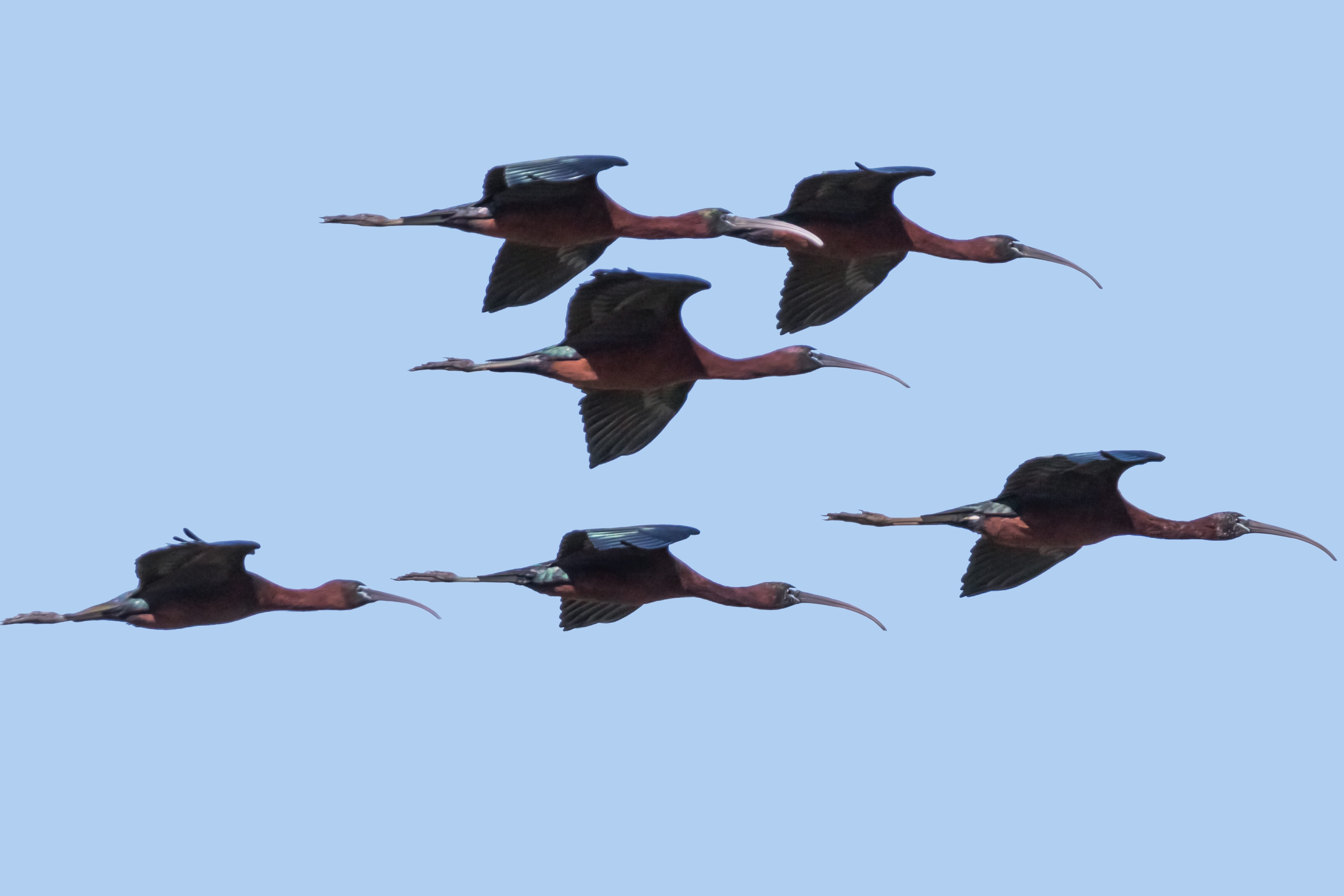 large group of animals, glossy ibis, animal wildlife, motion, low angle view, wildlife, day, 5K, spread wings, flying, mid-air, birding, group of animals, HD Wallpaper