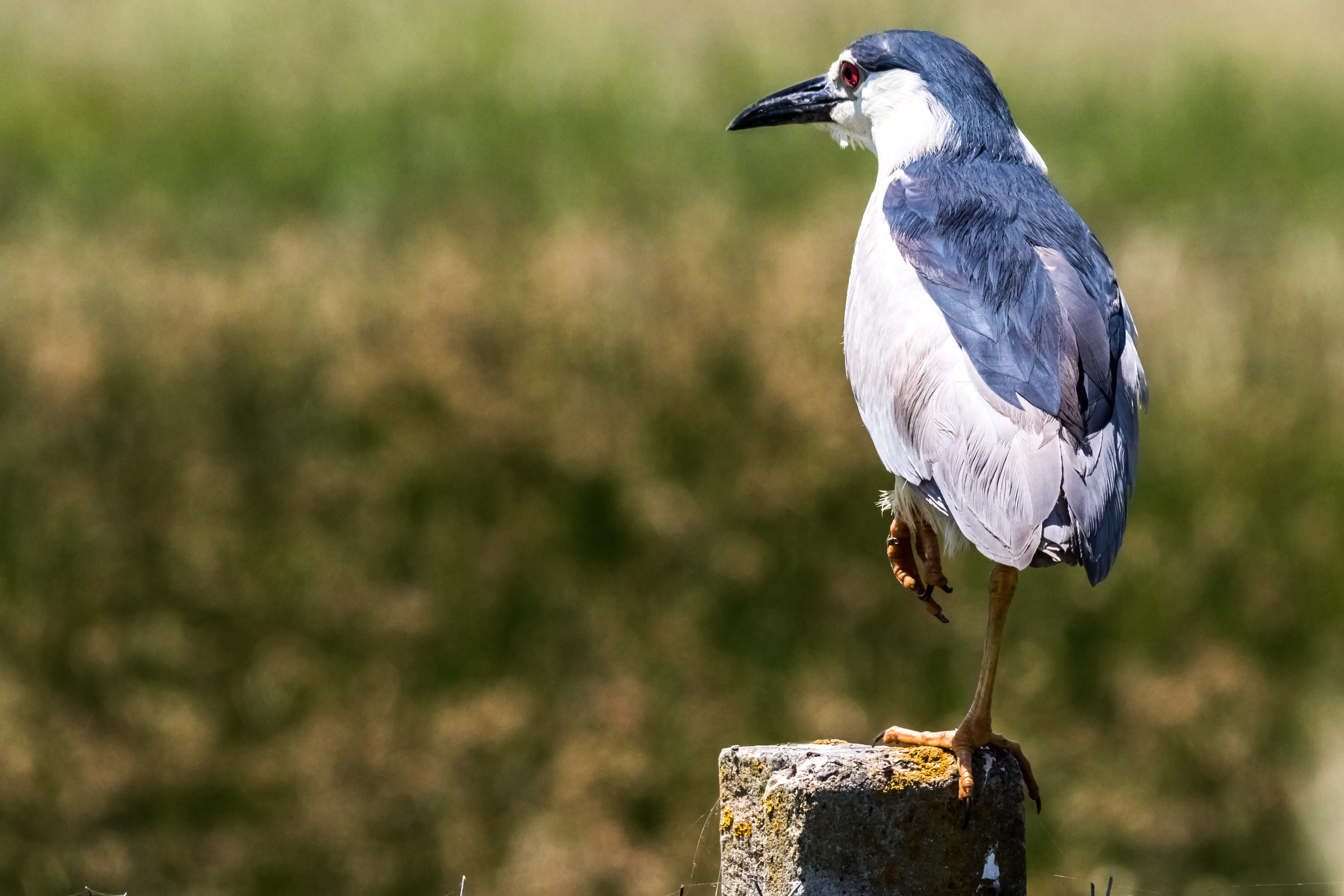 wood - material, wooden post, andalucia, black crowned night heron, animal body part, beak, nature, no people, close-up, beauty in nature, doñana, 11-23-18, HD Wallpaper