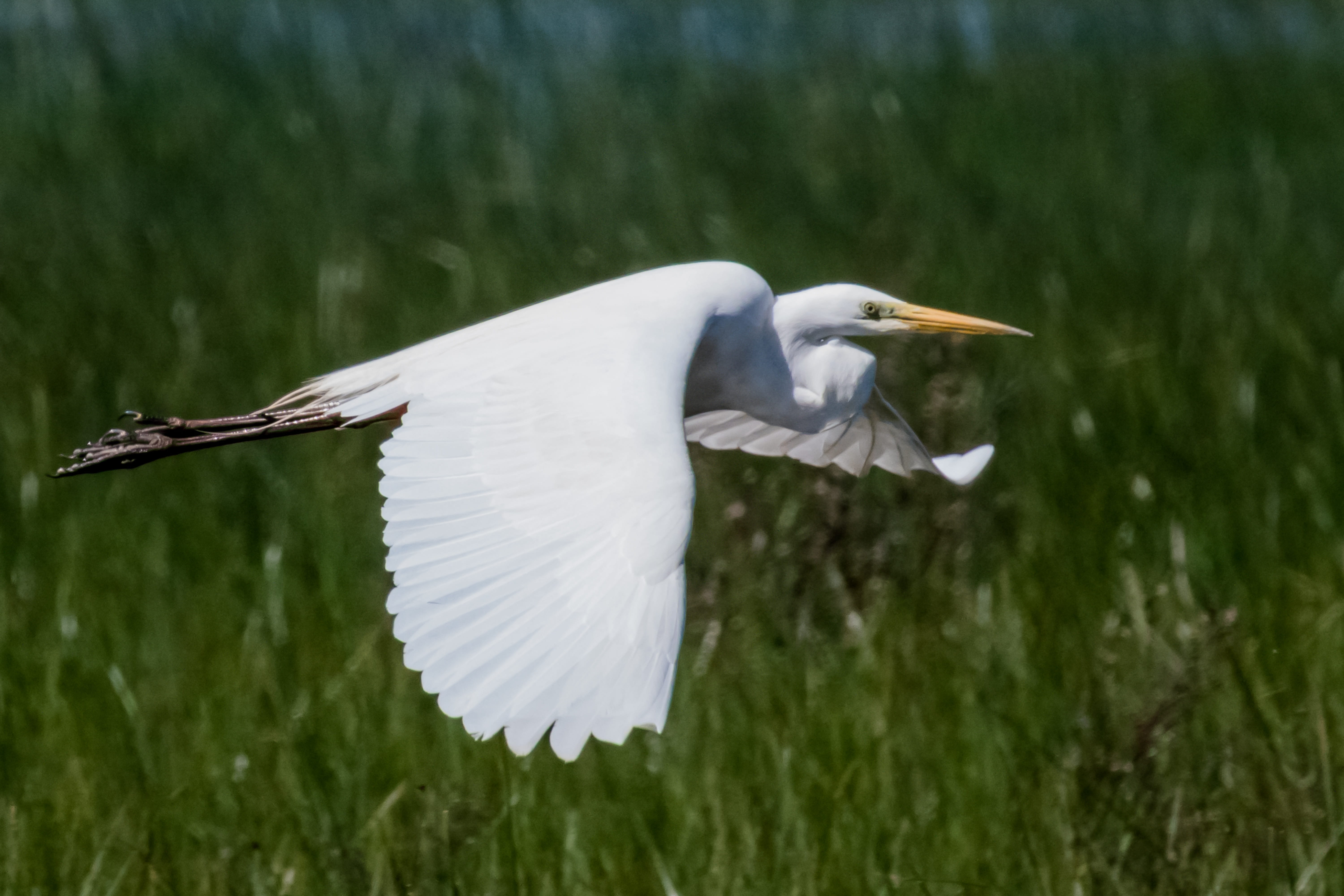 bird, one animal, flying, spain, close-up, garceta grande, vertebrate, white color, animal wildlife, full length, focus on foreground, birding, animal, HD Wallpaper