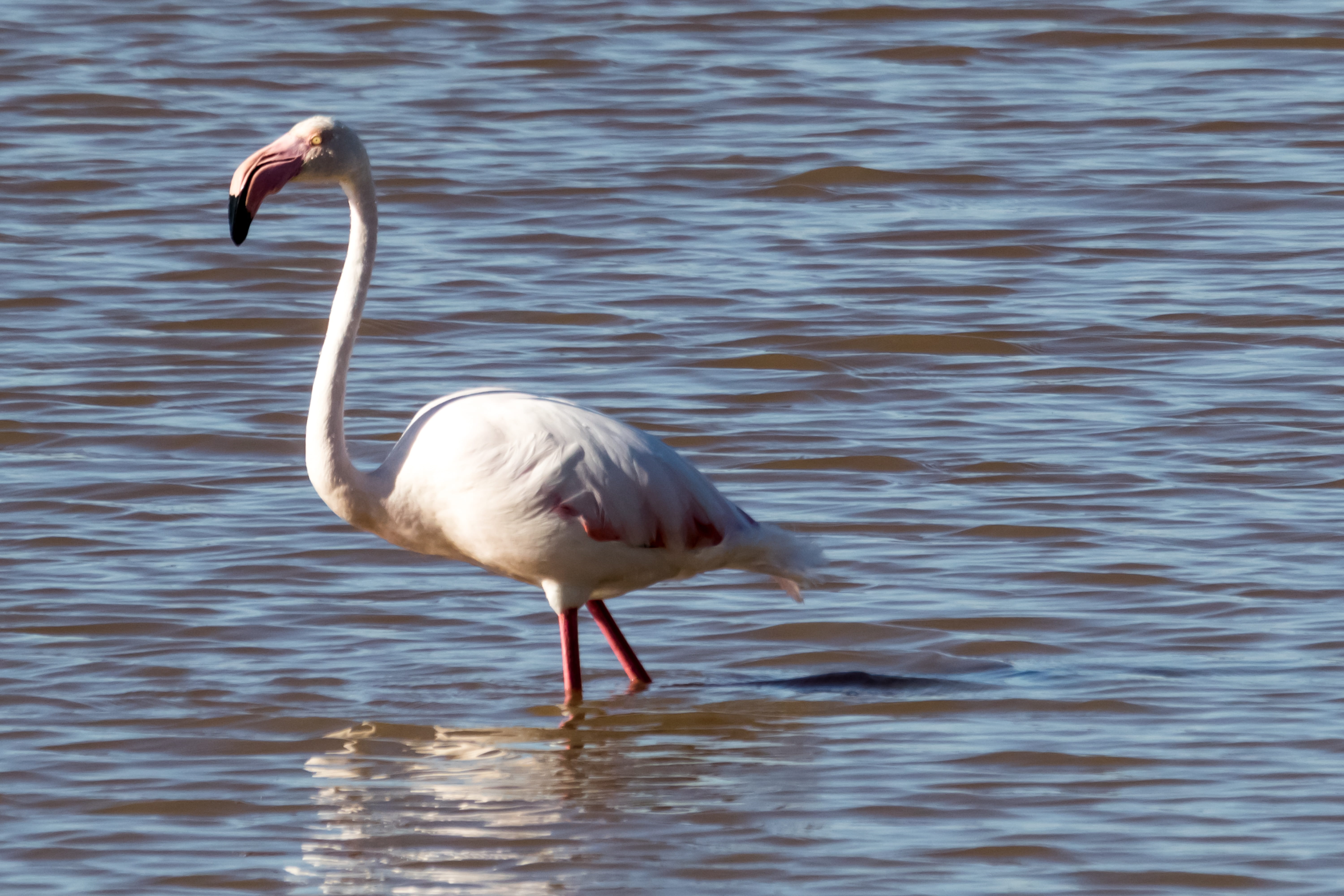 andalucia, animal, no people, wildlife, lake, day, water, doñana park, outdoors, animal neck, animals in the wild, animal wildlife, birding, focus on foreground, HD Wallpaper