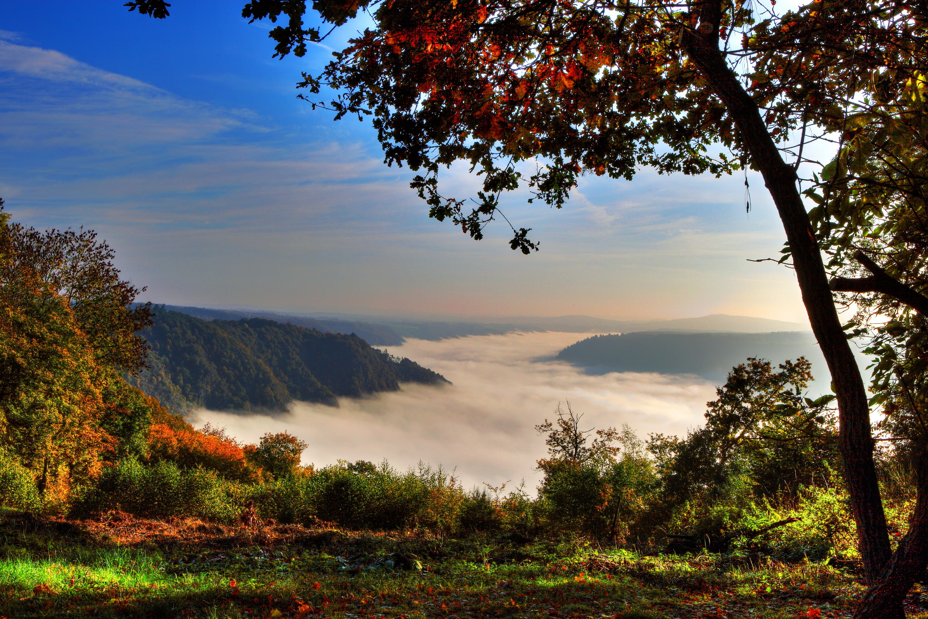 Klotten, tree., mountains, fog, 2K, forest, Germany, HD Wallpaper