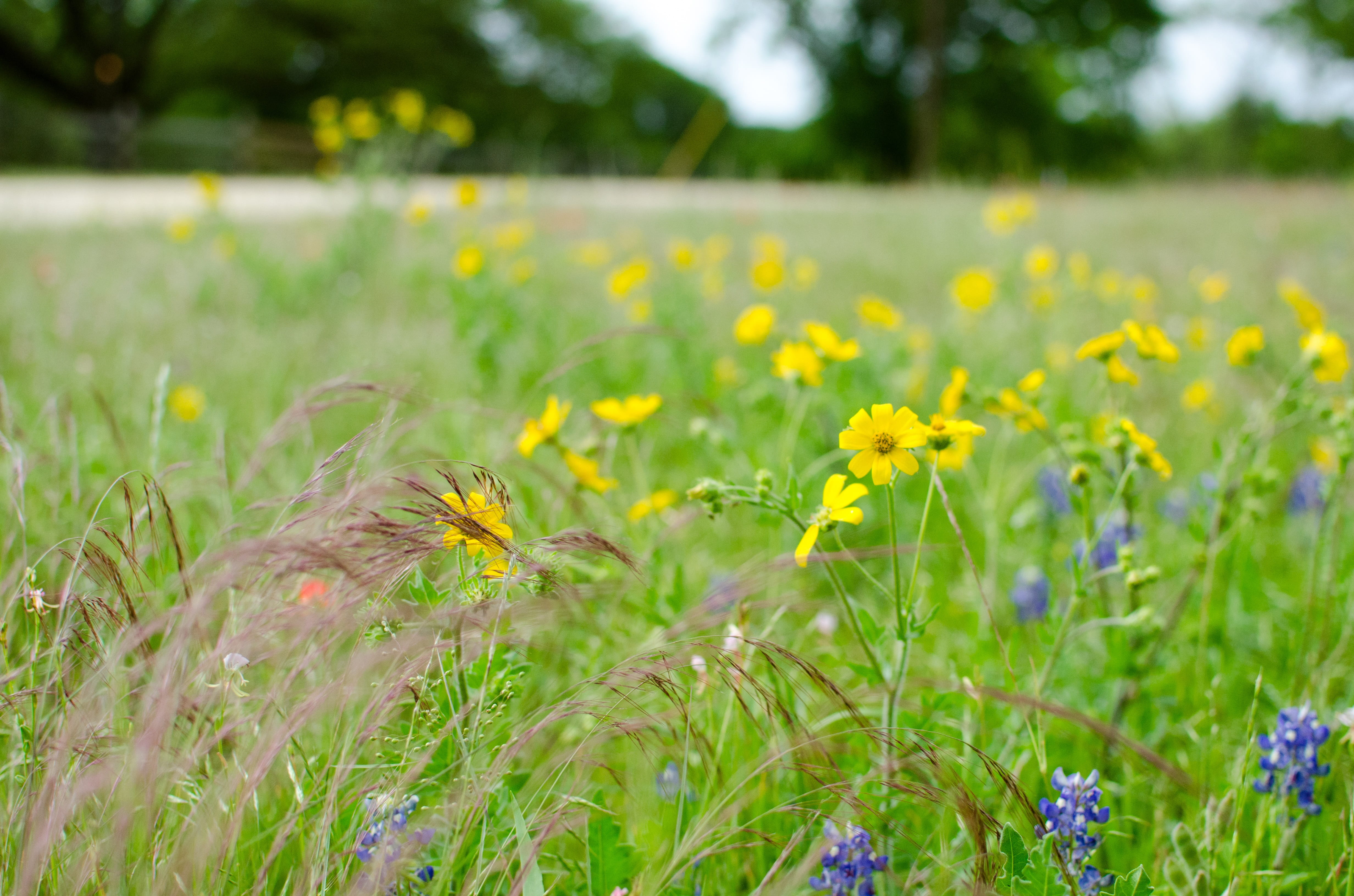 hua xie, plant, flowering plant, fragility, no people, beauty in nature, nature, close-up, flower head, land, environment, vulnerability, field, green color, HD Wallpaper