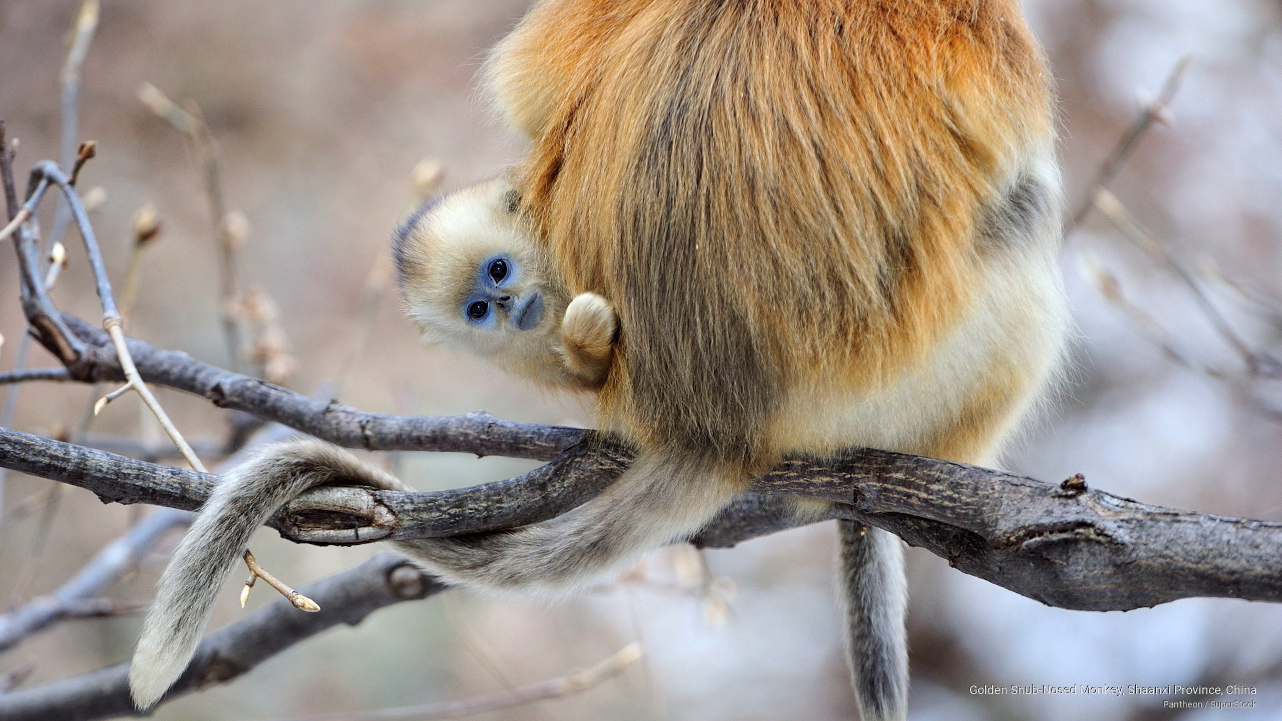 2K, snub, china, Animals, province, monkey, shaanxi, nosed, golden, HD Wallpaper