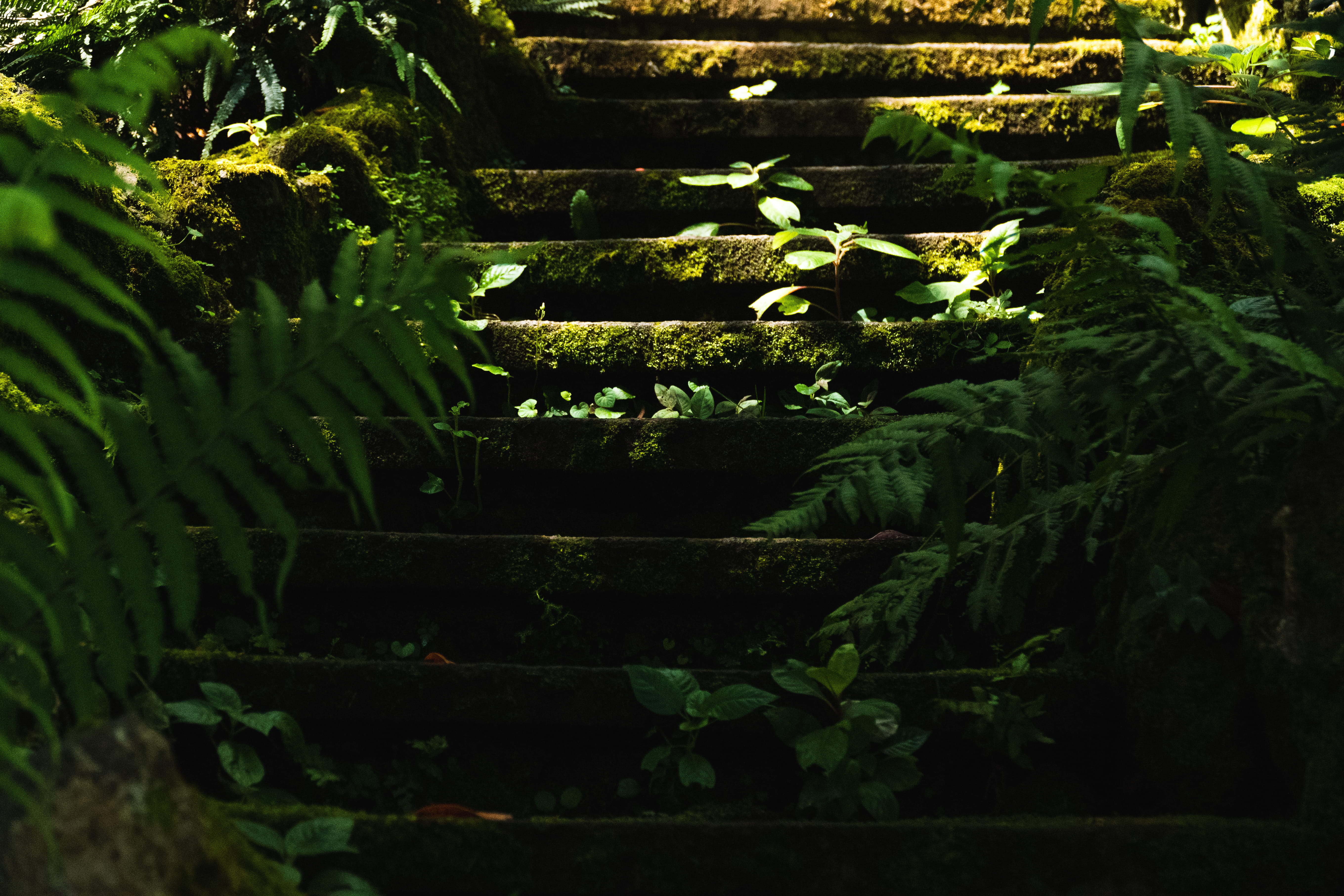 no people, green color, woods, growth, close-up, tranquility, front or back yard, plants, outdoors, stairway, hidden, plant, tree, madeira, land, stairs, HD Wallpaper