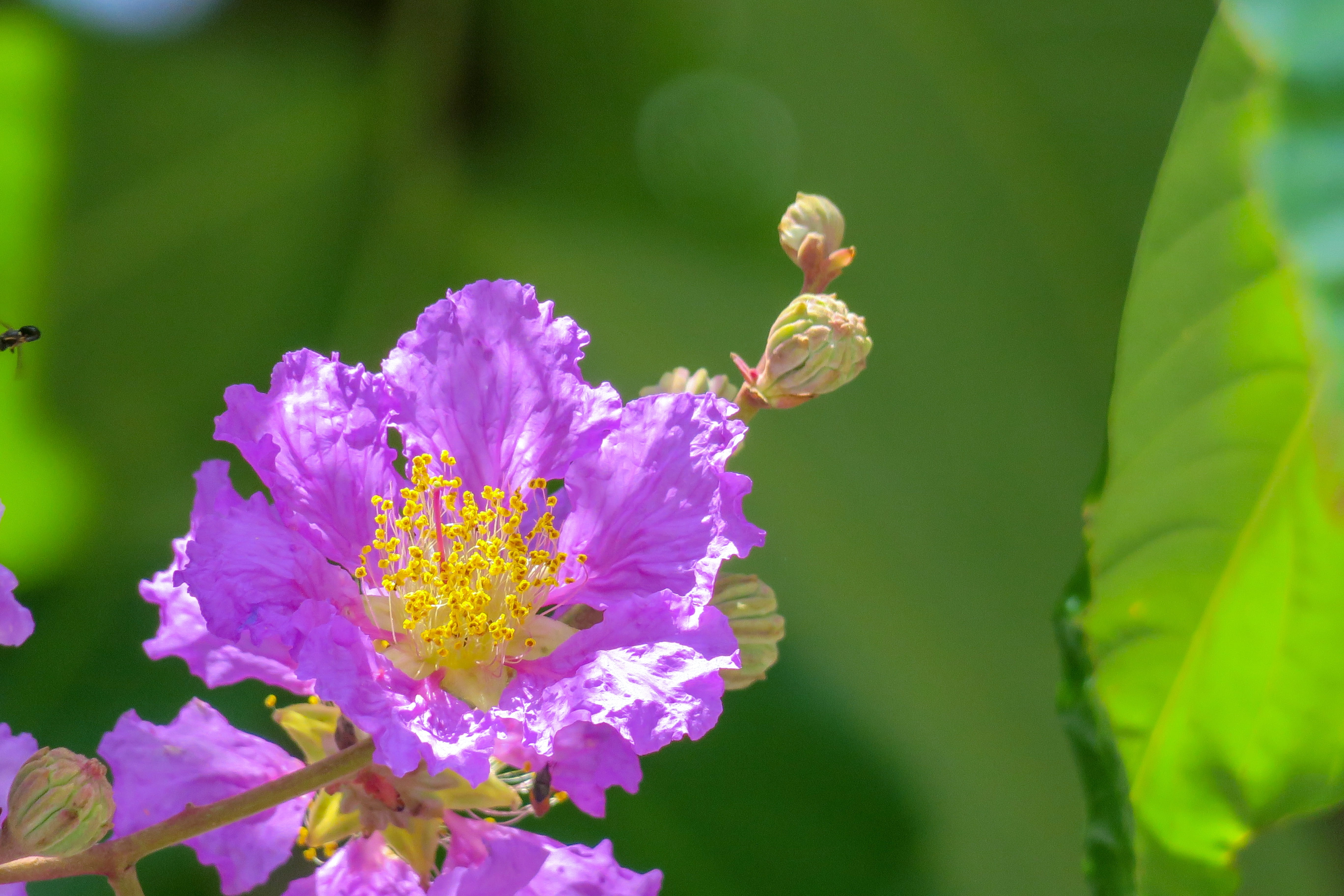 flower head, 5K, hua xie, growth, vulnerability, natural, day, bloom, lagerstroemia, close-up, petal, 繽 紛, no people, beauty, animal themes, flowering plant, HD Wallpaper