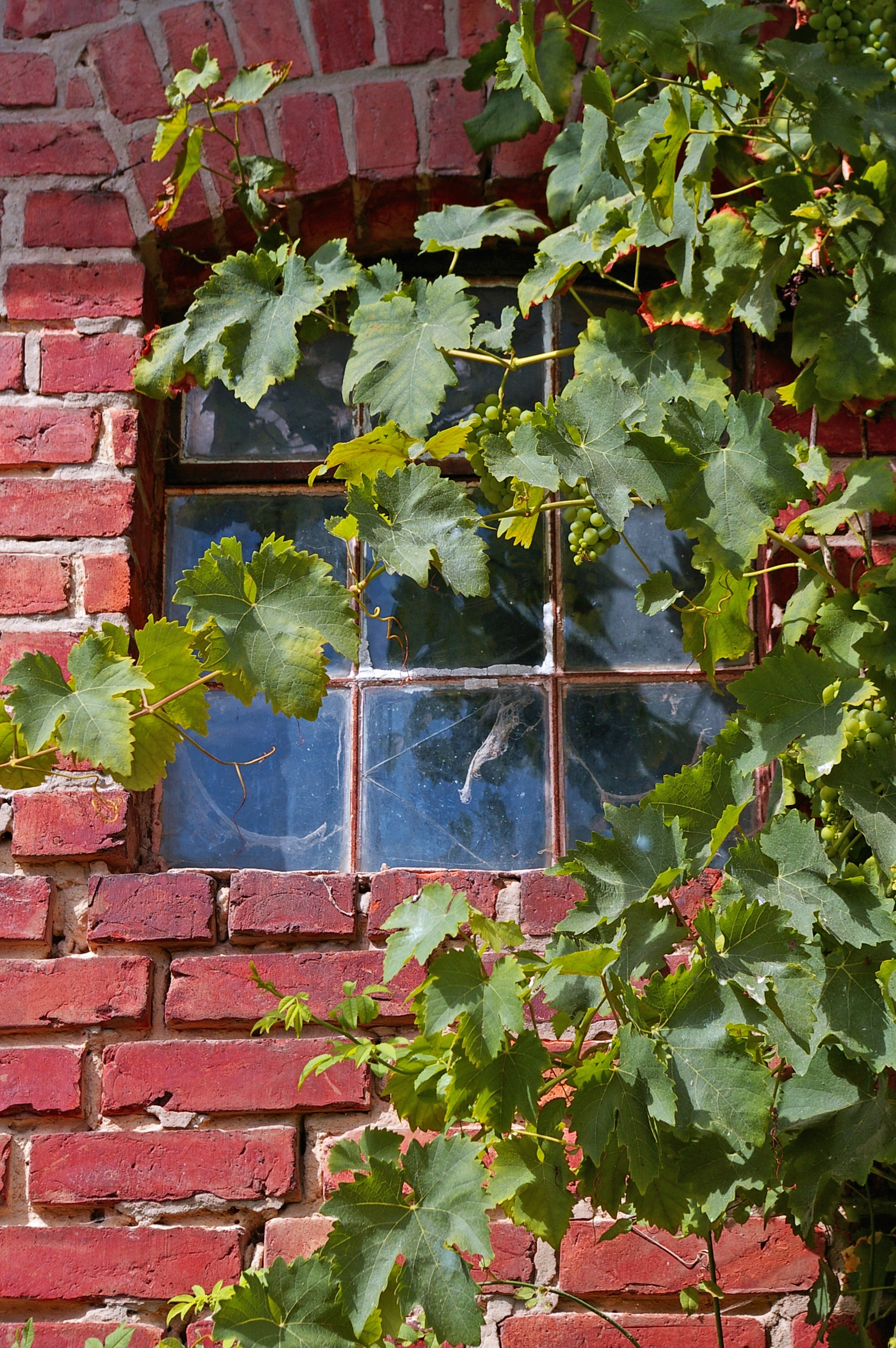 plant part, climber, outdoors, brick, cobwebs, unplastered, ivy, stone wall, decorative, no people, architecture, rustic, stones, home, past time, leaf, Phone HD Wallpaper
