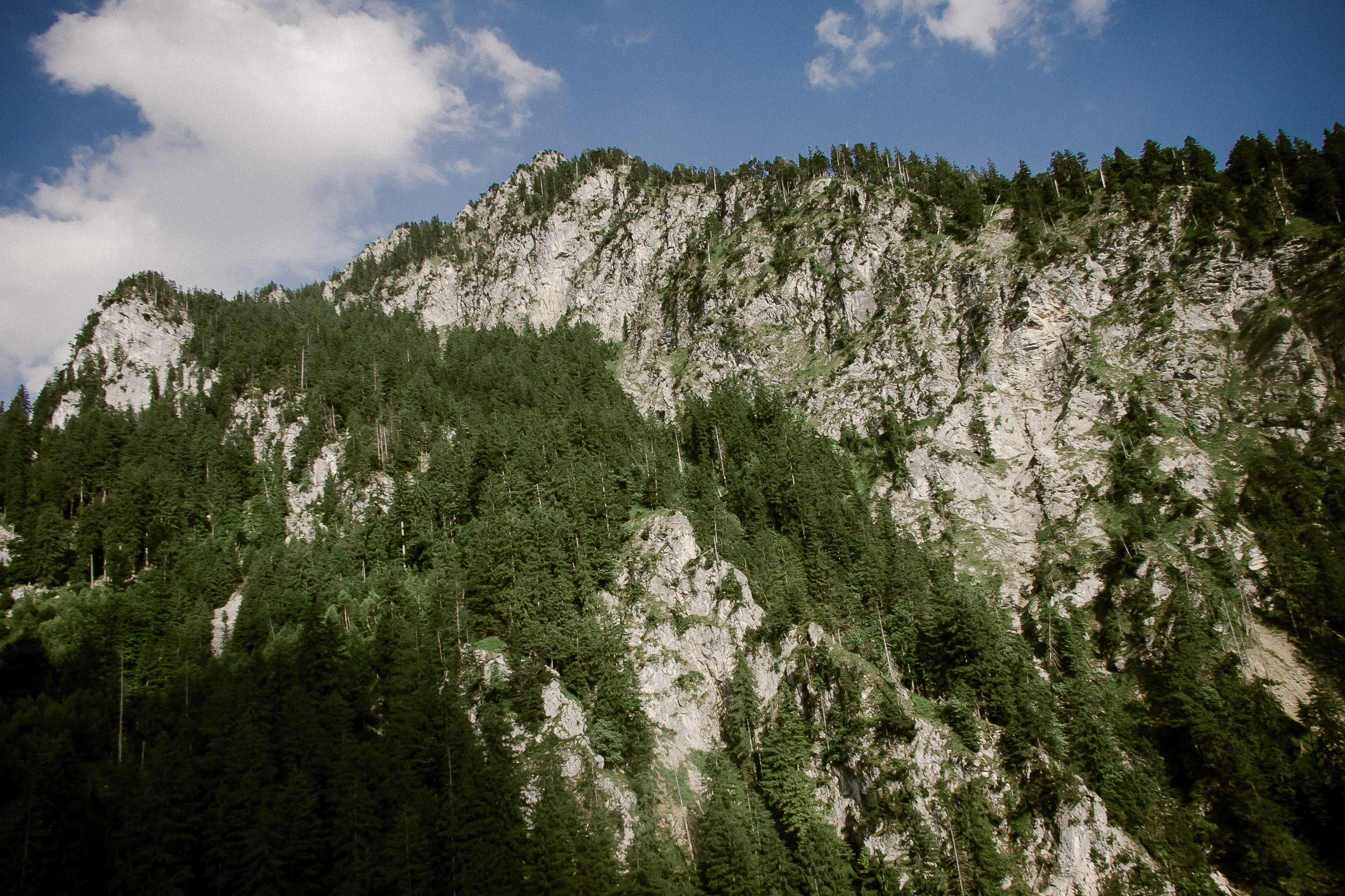 tourist, forest, mountain, nature, hohenschwangau, travel destinations, blue, tree, plant, alpine, woodland, mountainous, pinaceae, cloud - sky, coniferous tree, HD Wallpaper