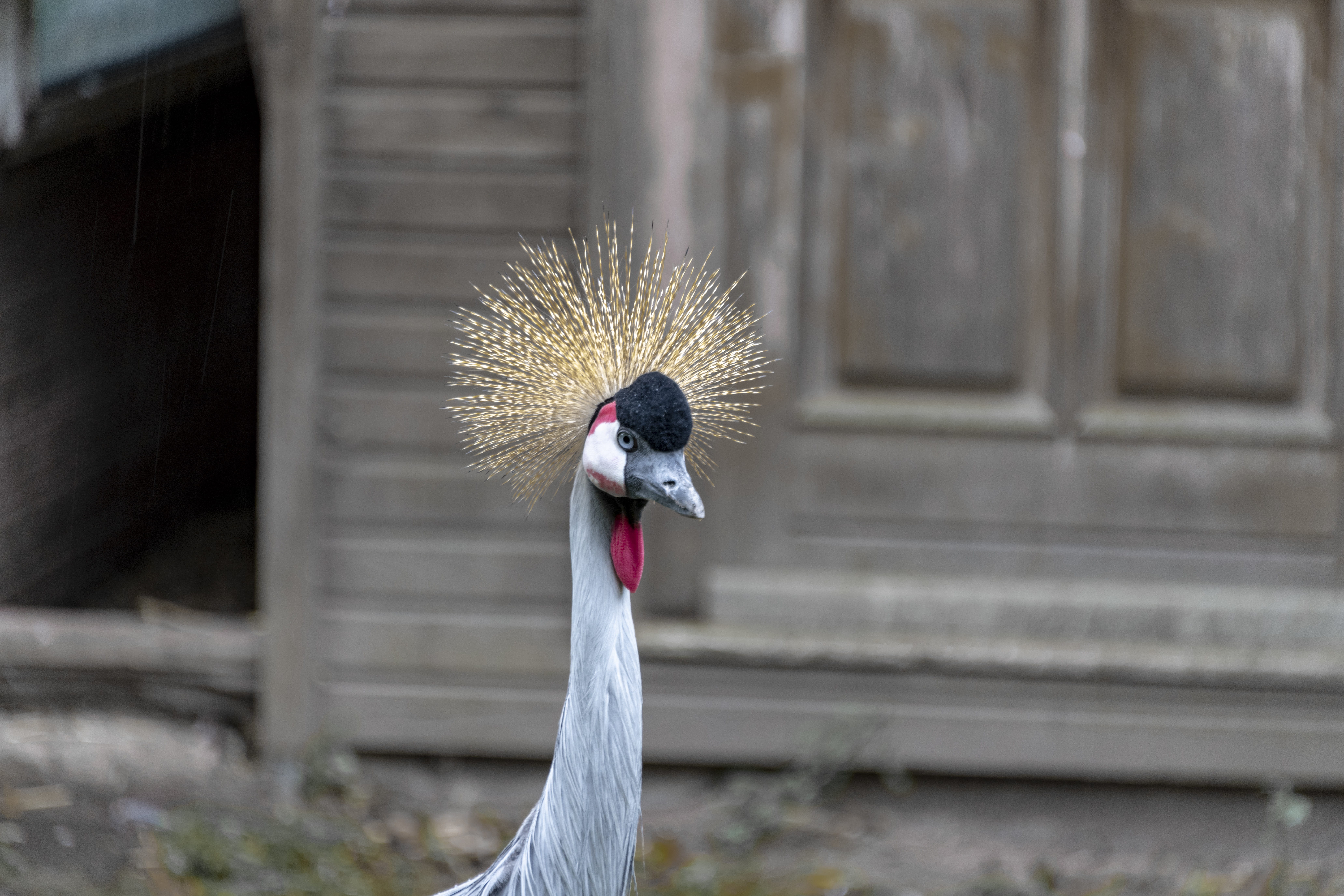 headdress, no people, crane - bird, close up, feather, animal wildlife, prieser, animal themes, animal body part, safari, animal world, nikon d850, animals crest, HD Wallpaper