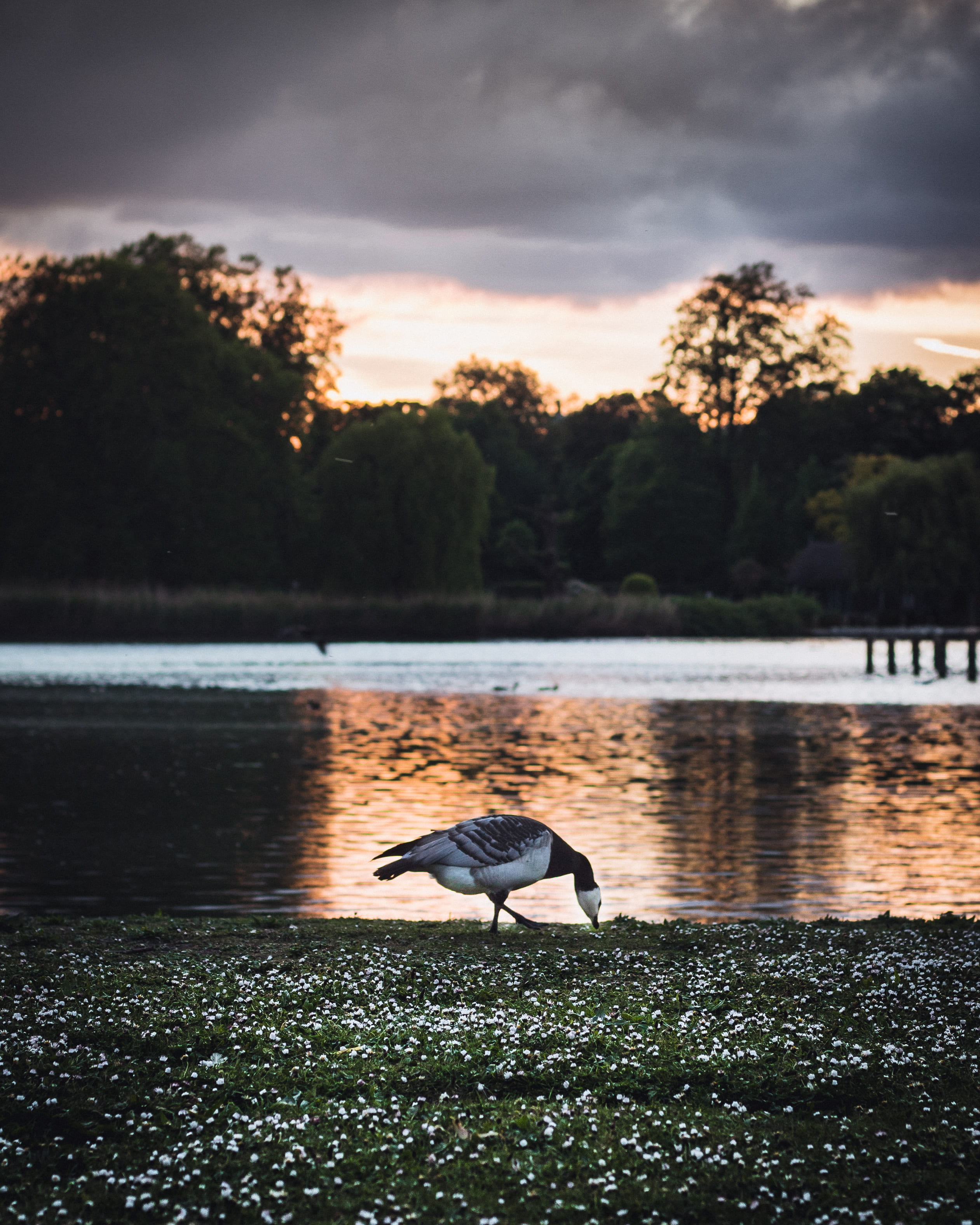 storm, black, picking, animal wildlife, one animal, body, 2K, forest, water, animal, animal themes, bird, sony, canon, cloud - sky, bokeh, london, no people, Phone HD Wallpaper