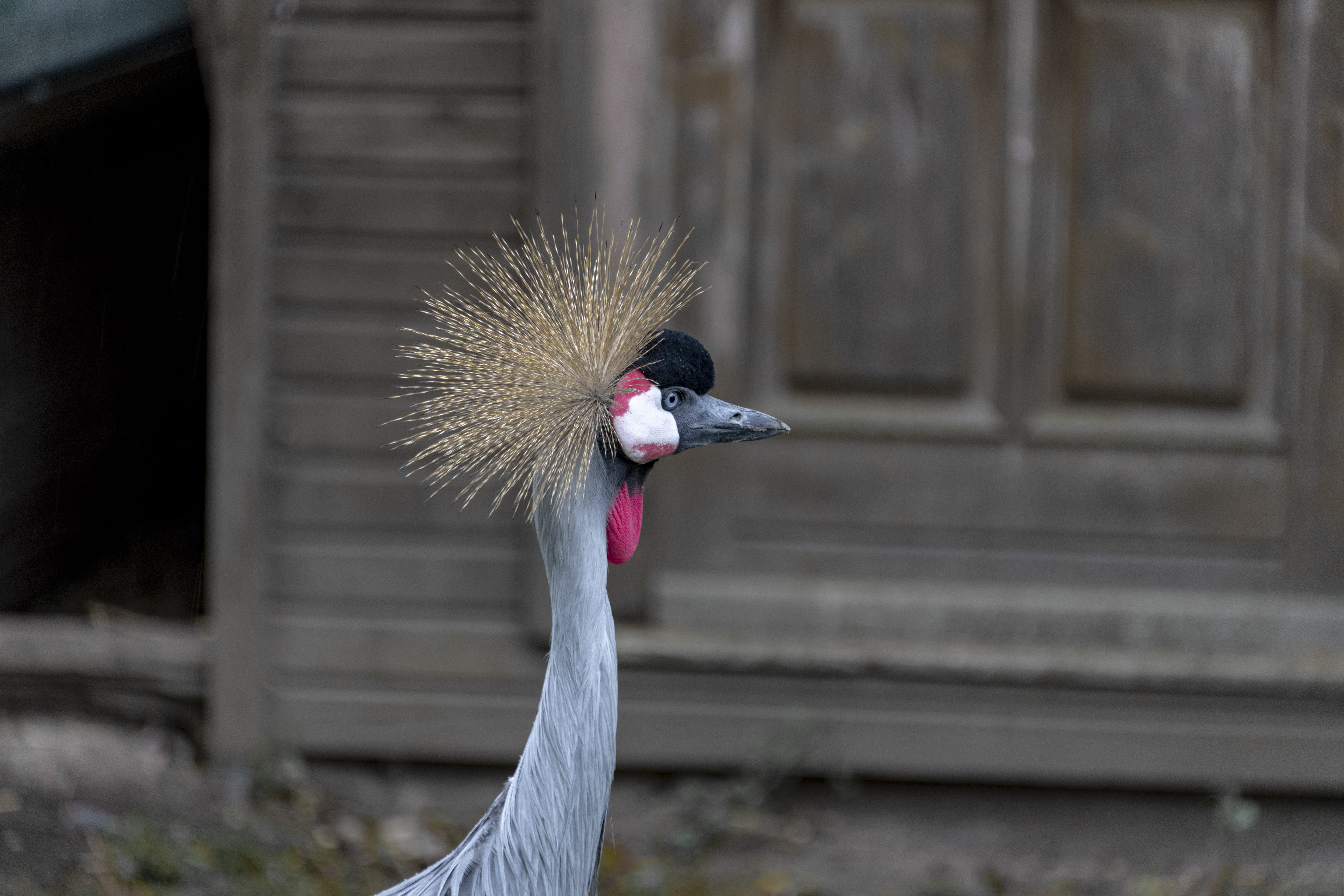 one animal, outdoors, bird, animal wildlife, crane - bird, feather, 8K, zoo, nikon d850, close-up, headdress, animals in the wild, animal, no people, animal neck, HD Wallpaper