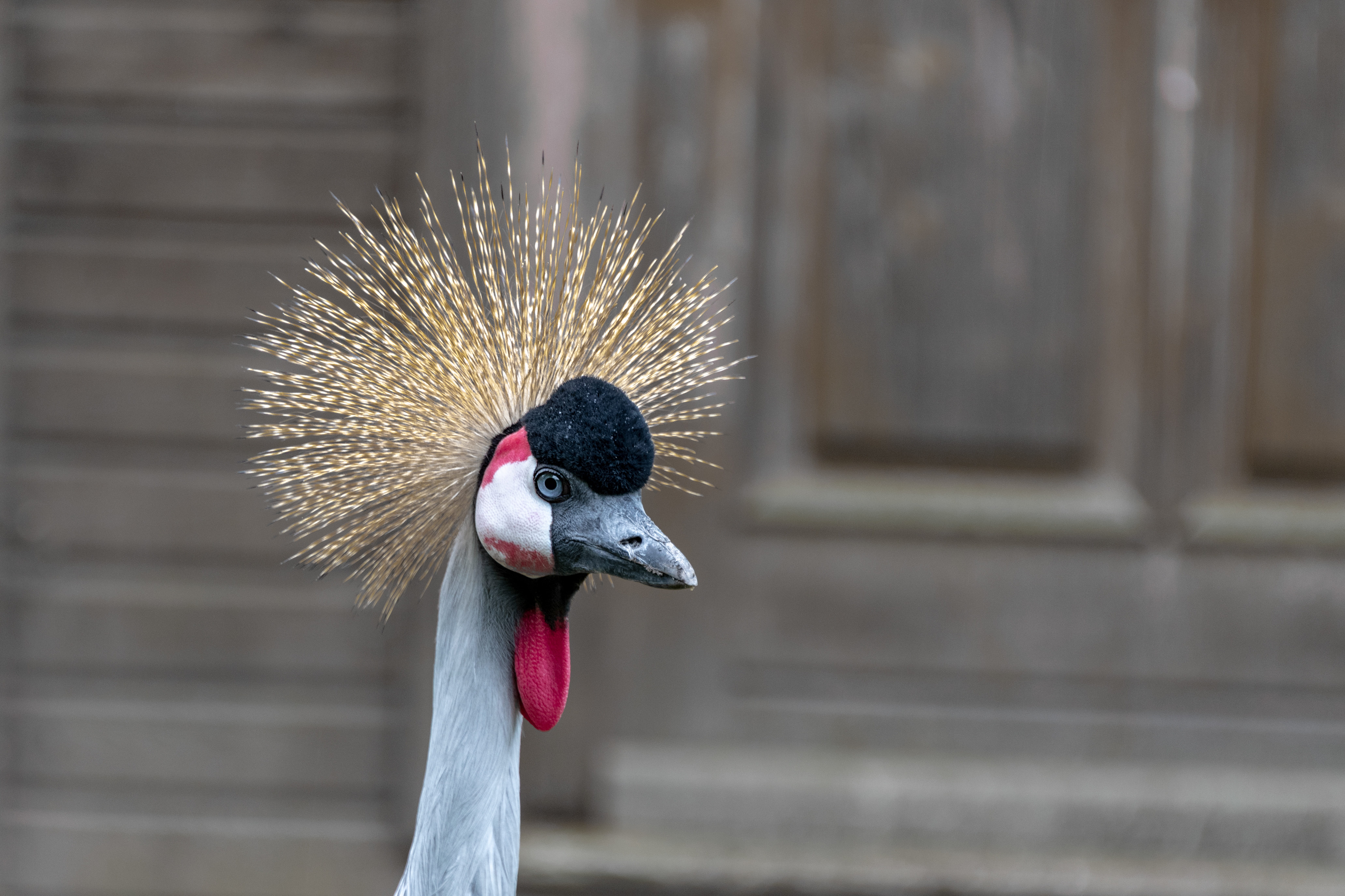 8K, safari, outdoors, plumage, close-up, bird, duck, animal world, nikon d850, animal wildlife, no people, creature, duck bird, animal themes, prieser, HD Wallpaper