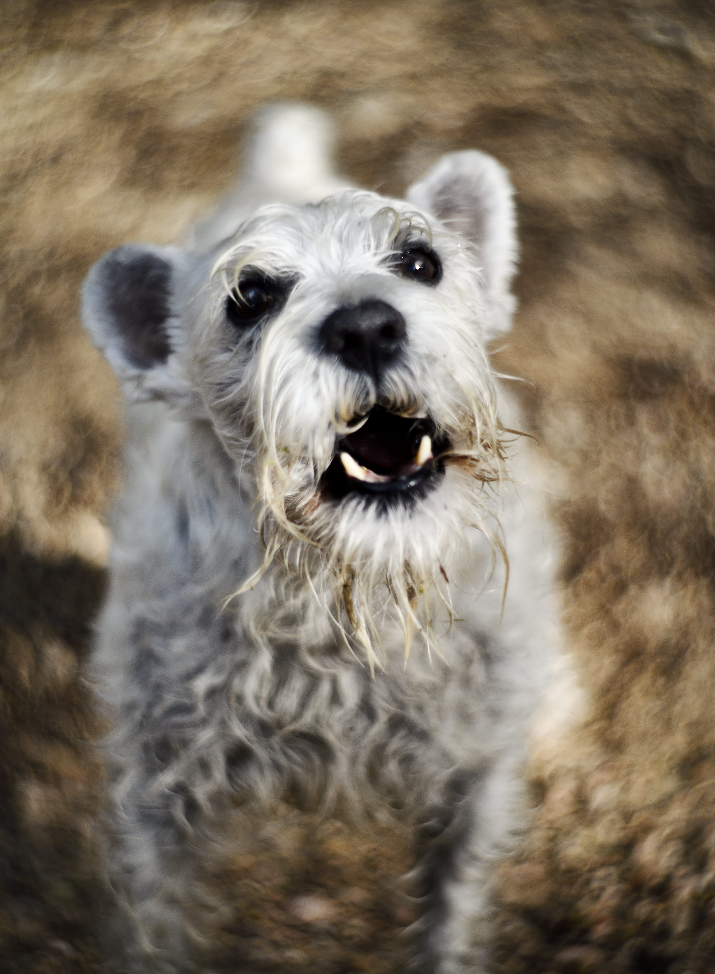bokeh, no people, mammal, schnauzer, lensporn, animal head, animal themes, animal, mouth open, one animal, whisker, animal body part, close-up, animal hair, Phone HD Wallpaper