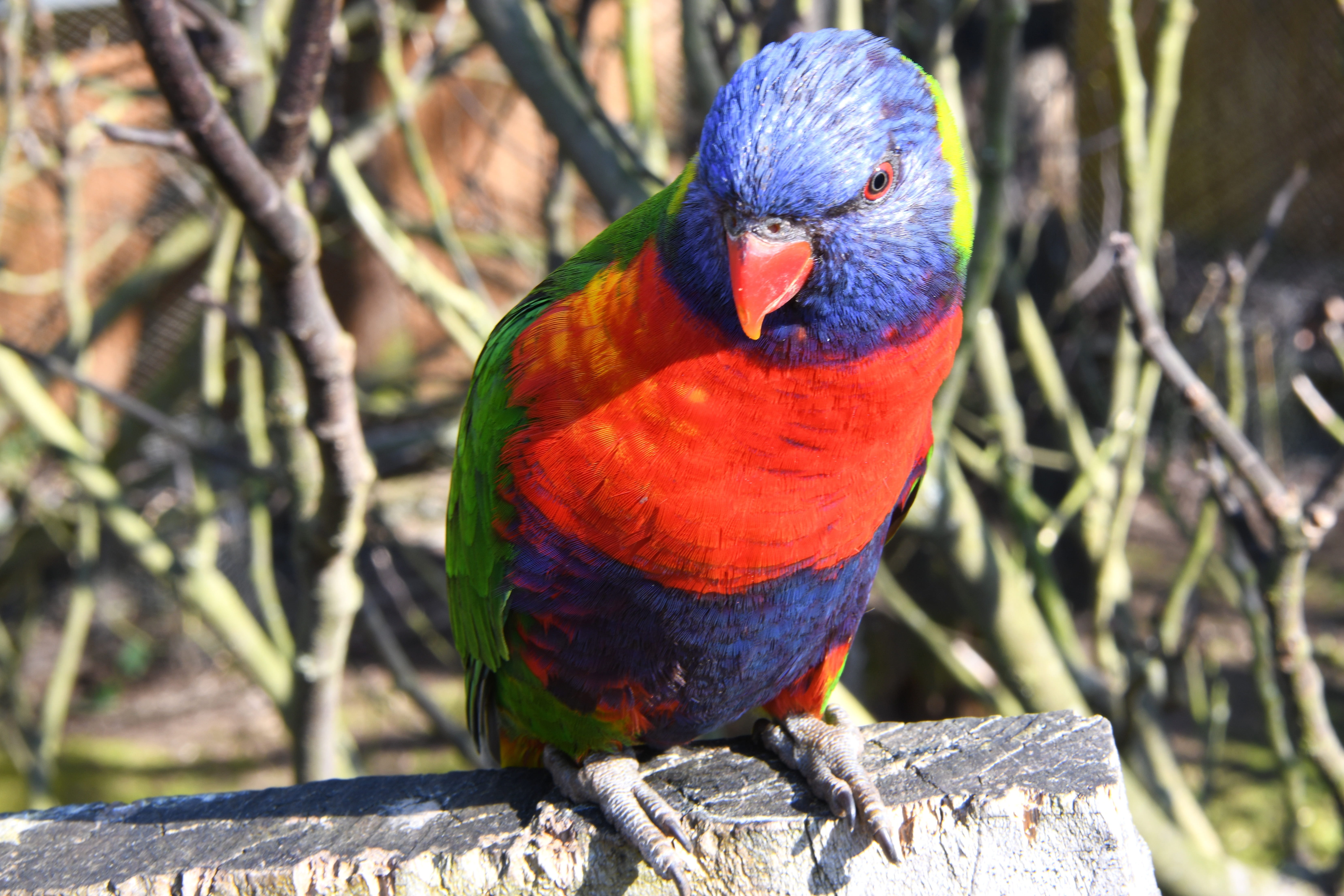 animal themes, nature, animals in the wild, sunlight, exotic, red, animal, perching, bird, beak, nikon d850, loriquet, wood - material, tree, colorful, HD Wallpaper