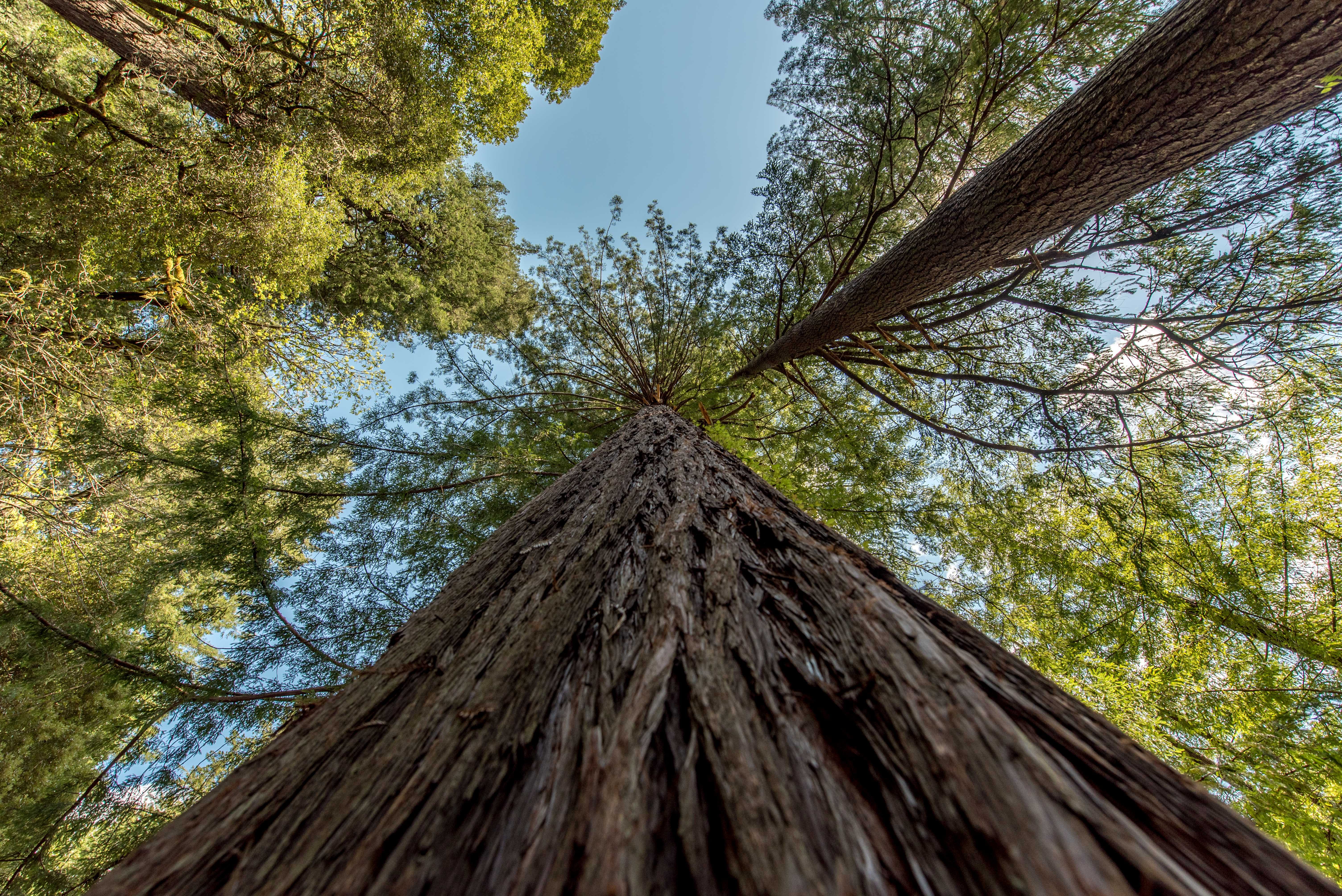 no people, canopy, daytime, trees, surface, outdoors, 5K, land, nature, green color, tall tree, d850, wood - material, redwood, photography, directly below, HD Wallpaper