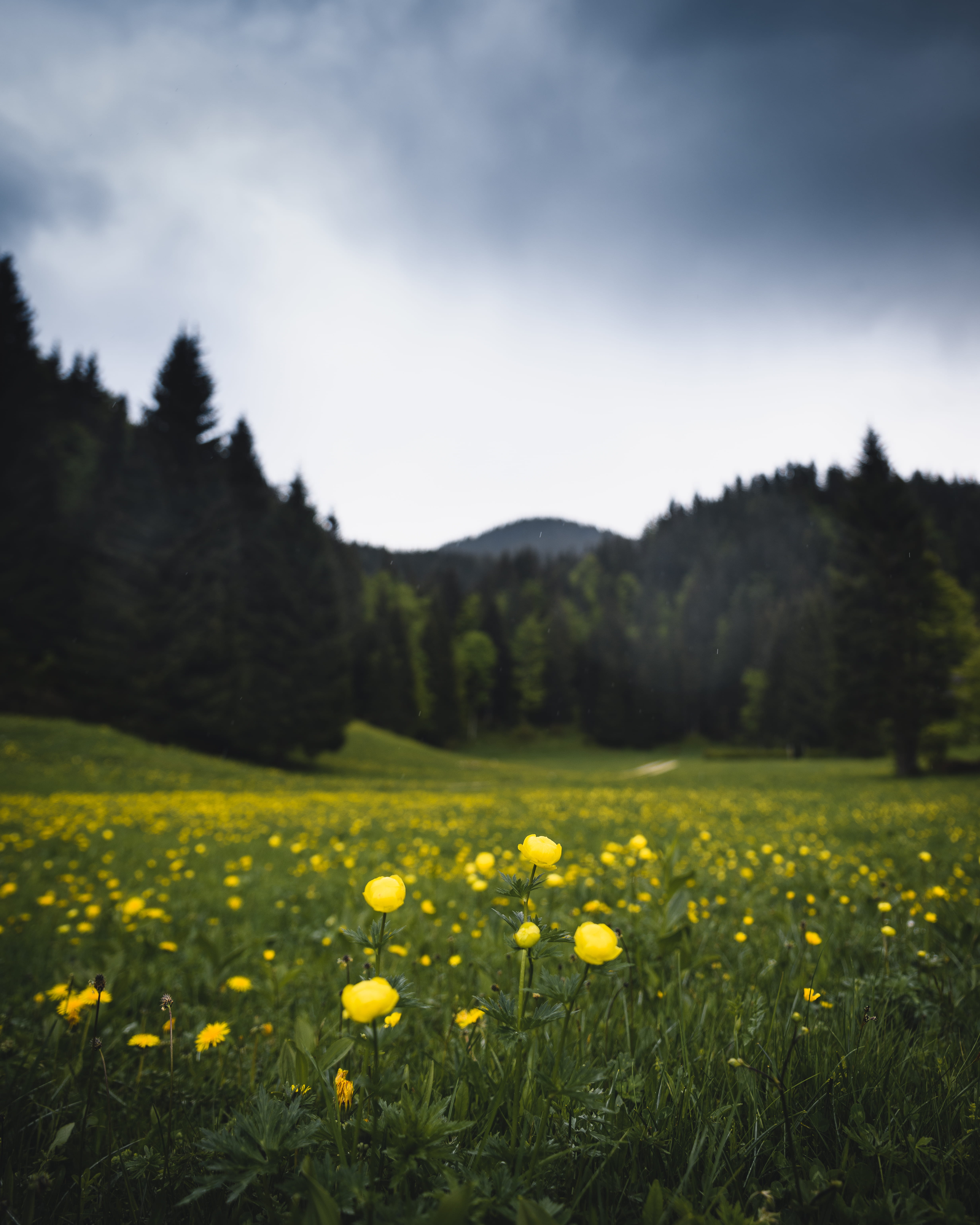 yellow, spring, outdoors, grass, growth, landscape, high re, storm, no people, flowering plant, freshness, nature, flowers, photo, phone hd, beauty in nature, Phone HD Wallpaper