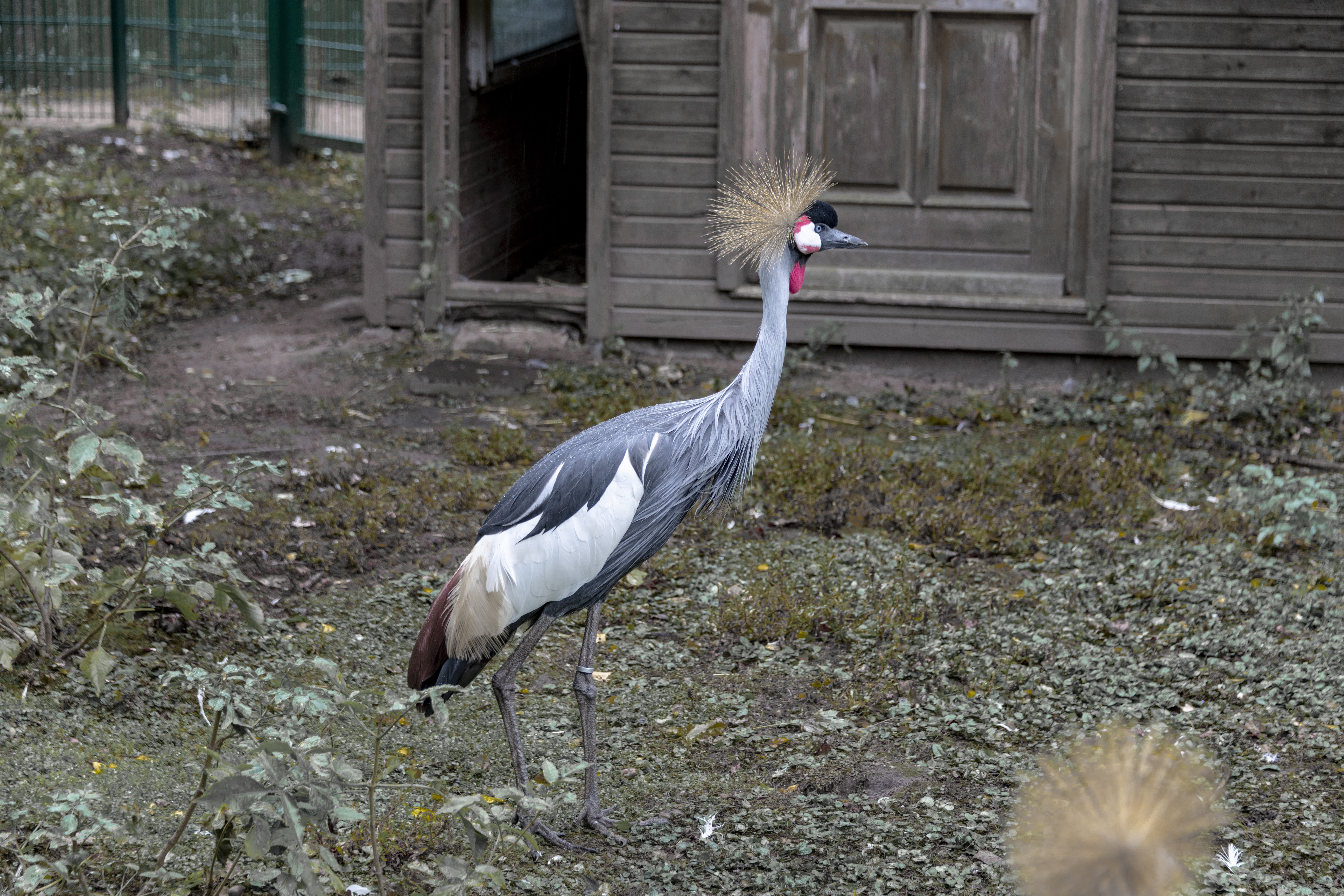 headdress, feather, built structure, standing, heron, animal, duck bird, creature, 8K, field, animal wildlife, duck, outdoors, crane - bird, nikon d850, HD Wallpaper