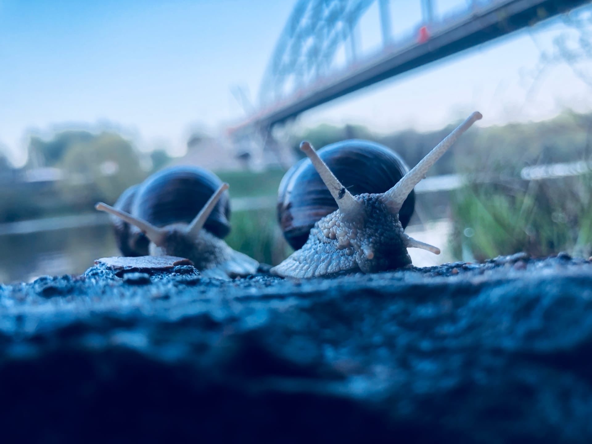 macro, tentacles, snails, the Moscow river, 1080P, bridge, pond, HD Wallpaper