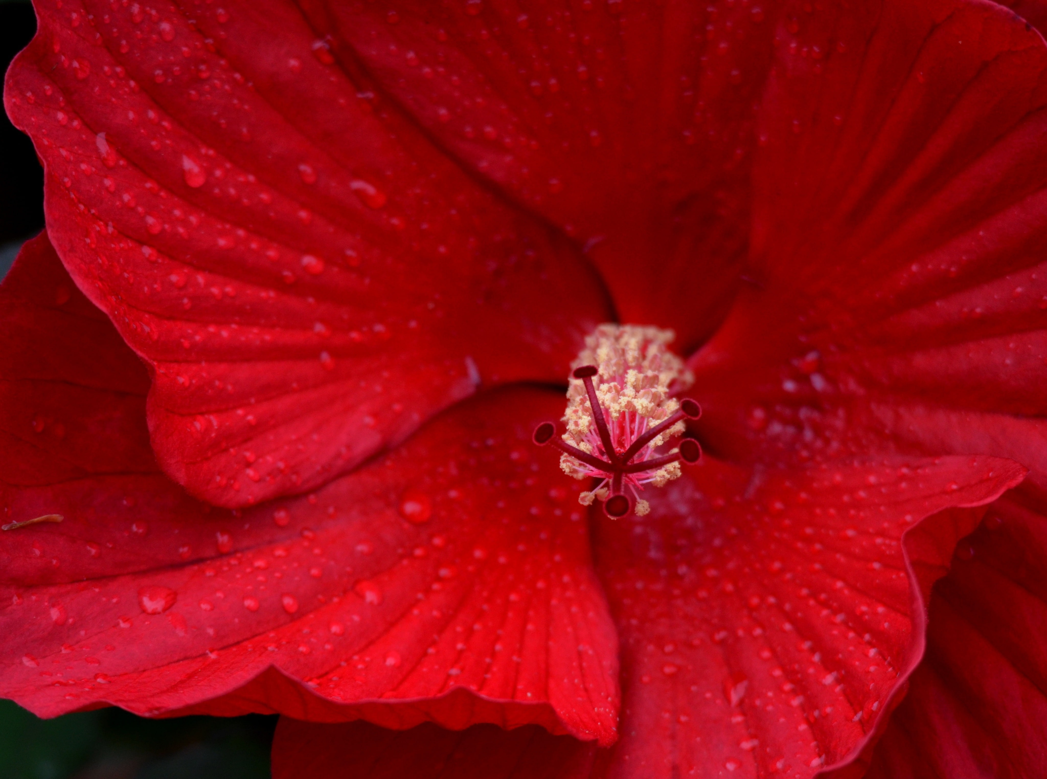 clifton, droplets, Deep, inflorescence, dewy, growth, ruby, Center, dew, Nature, wet, 4K, blooms, Drops, no people, hamilton, rubyred, Blossoms, Macro, HD Wallpaper