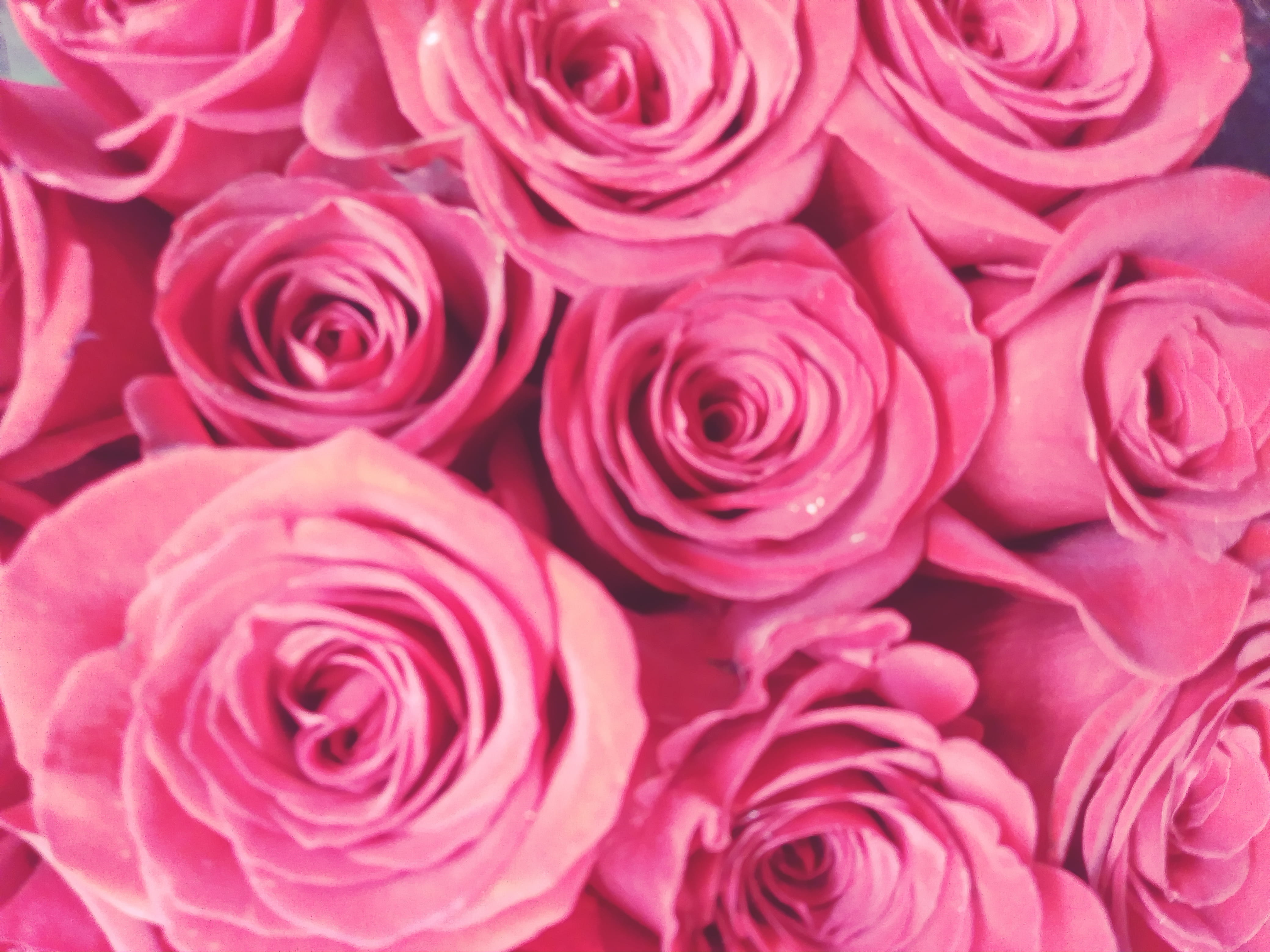 flowers, backgrounds, ohio, vulnerability, flower head, bunch of flowers, rose - flower, flower arrangement, large group of objects, softness, freshness, HD Wallpaper