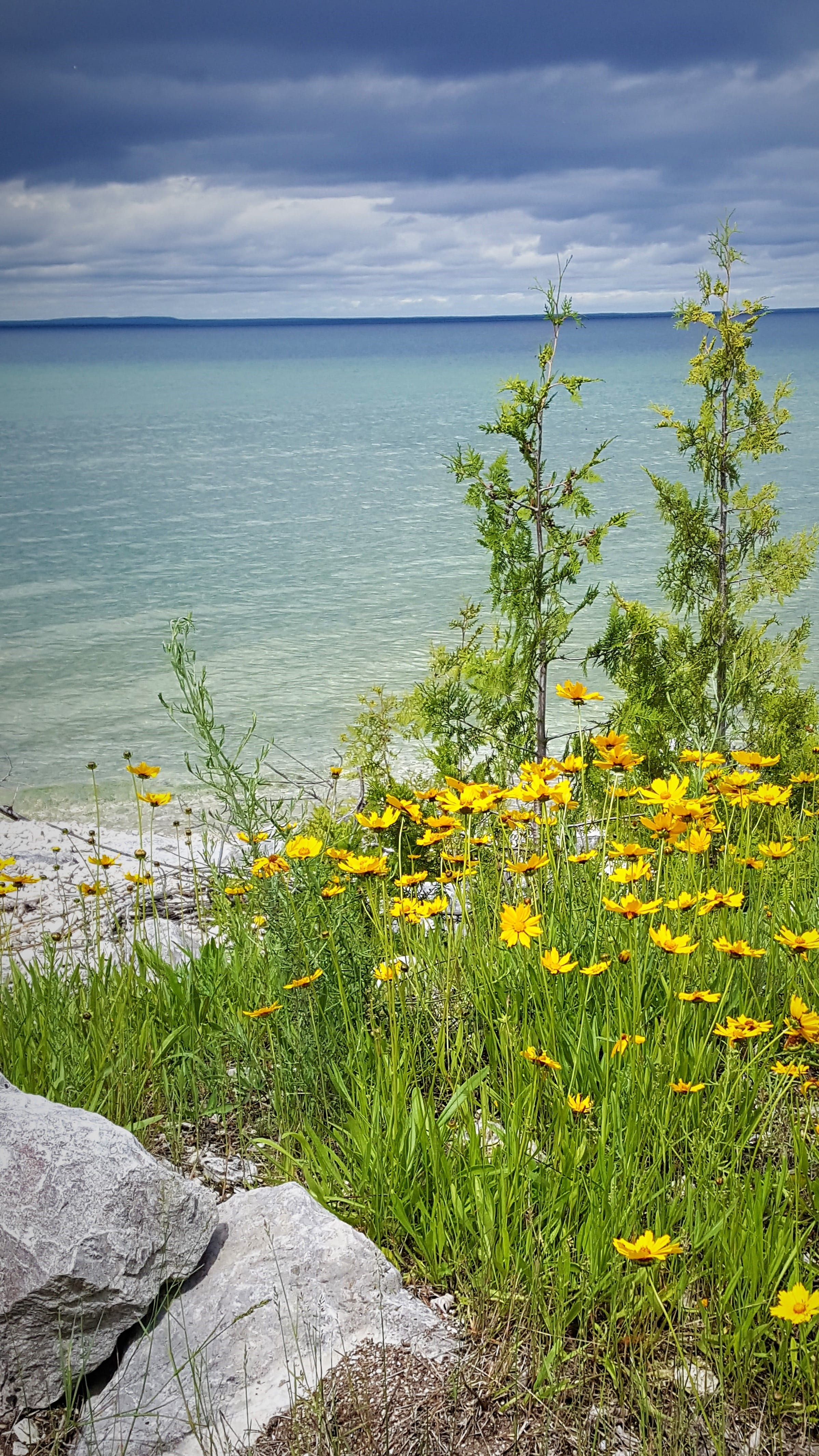 cloud - sky, scenics - nature, yellow, outdoors, nature, beauty in nature, coastline, lake huron, flower head, plant, 4K, sky, day, growth, sea, no people, Phone HD Wallpaper