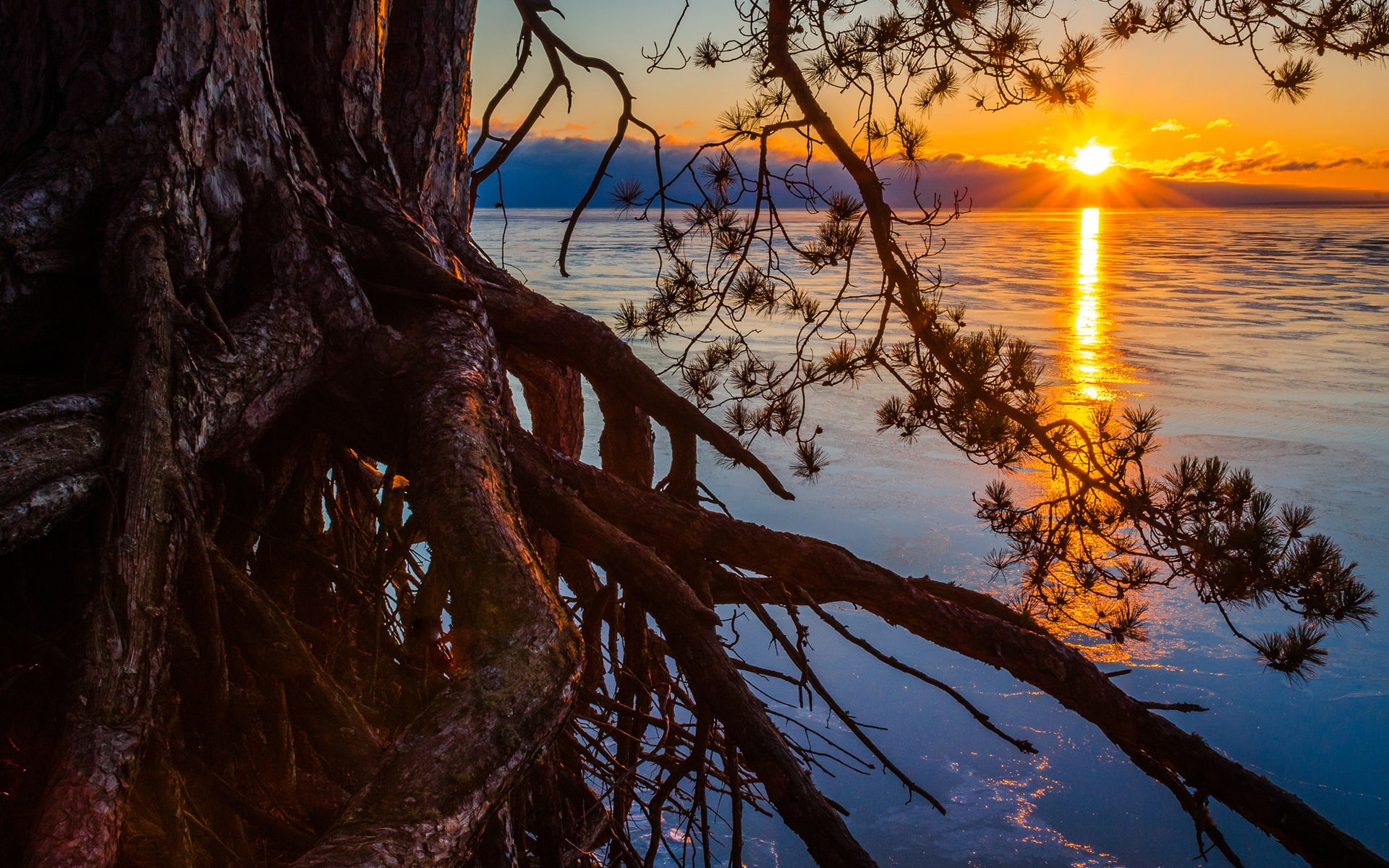 Tree, Michigan, Roots, Lake, Sunset, Pine, 1080P, HD Wallpaper