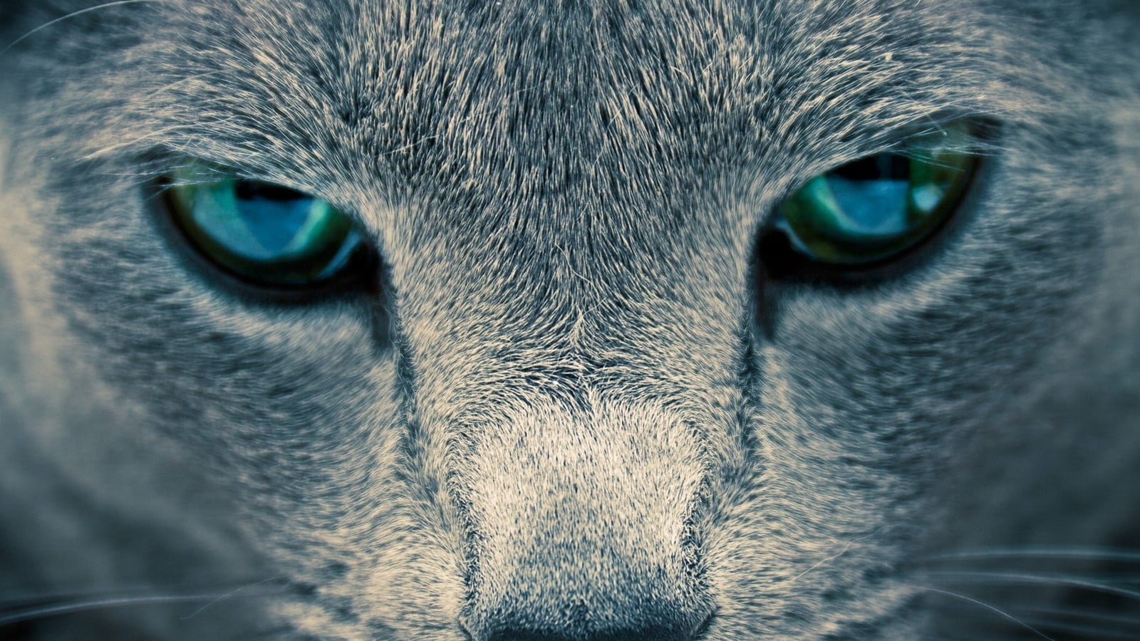 domestic, close-up, vertebrate, front view, pets, eye, one animal, animals, extreme close-up, eyes, mammal, animal eye, closeup, animal, domestic animals, HD Wallpaper