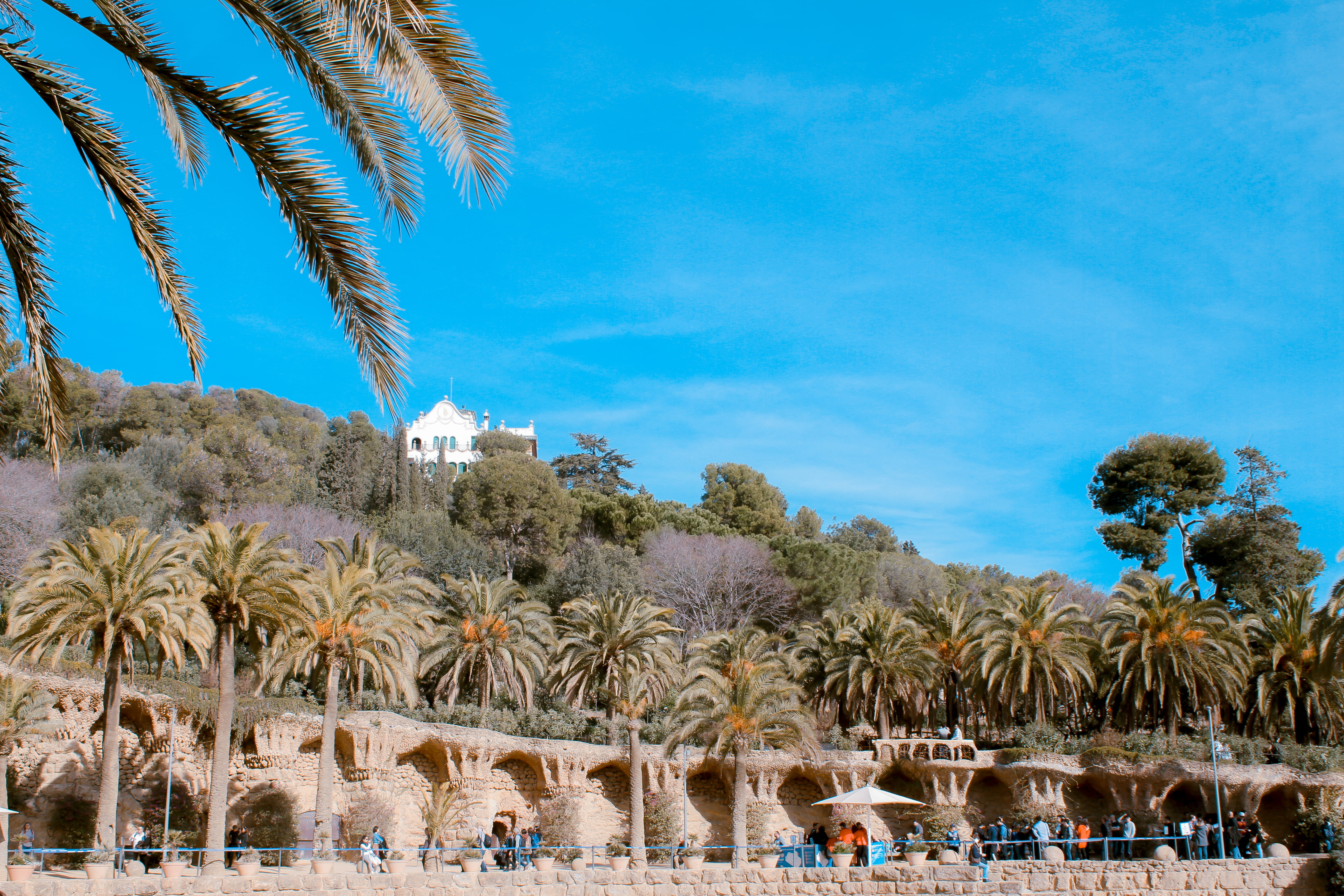 sea, explore, land, summer, 5K, tree, coconut palm tree, barcelona, blue, park guell, tropical climate, trip, group of people, water, park güell, date palm tree, HD Wallpaper