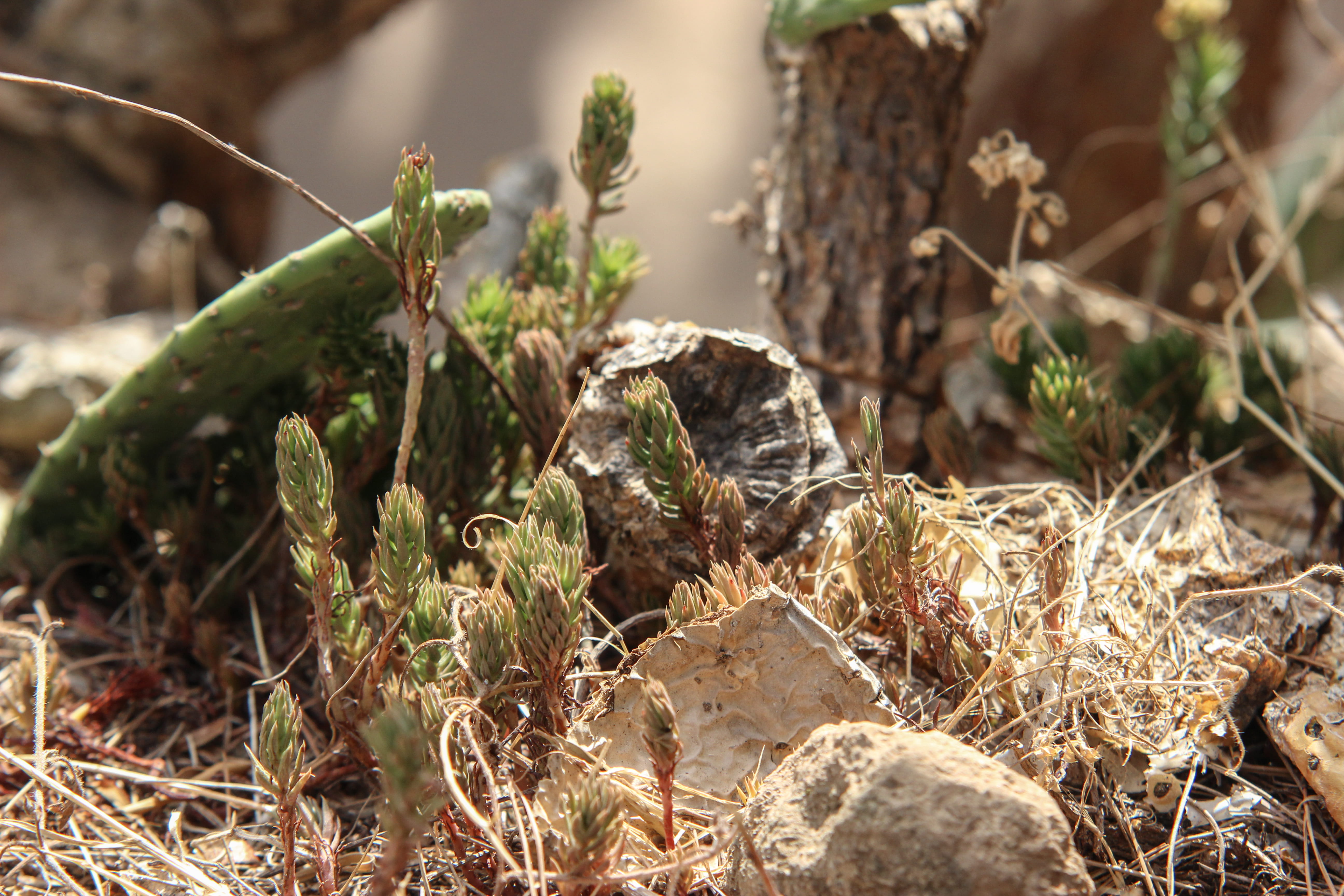dead plant, cricket insect, rubble, land, park, park güell, focus on foreground, forest, insect, mantis, beauty in nature, moss, tree stump, selective focus, HD Wallpaper
