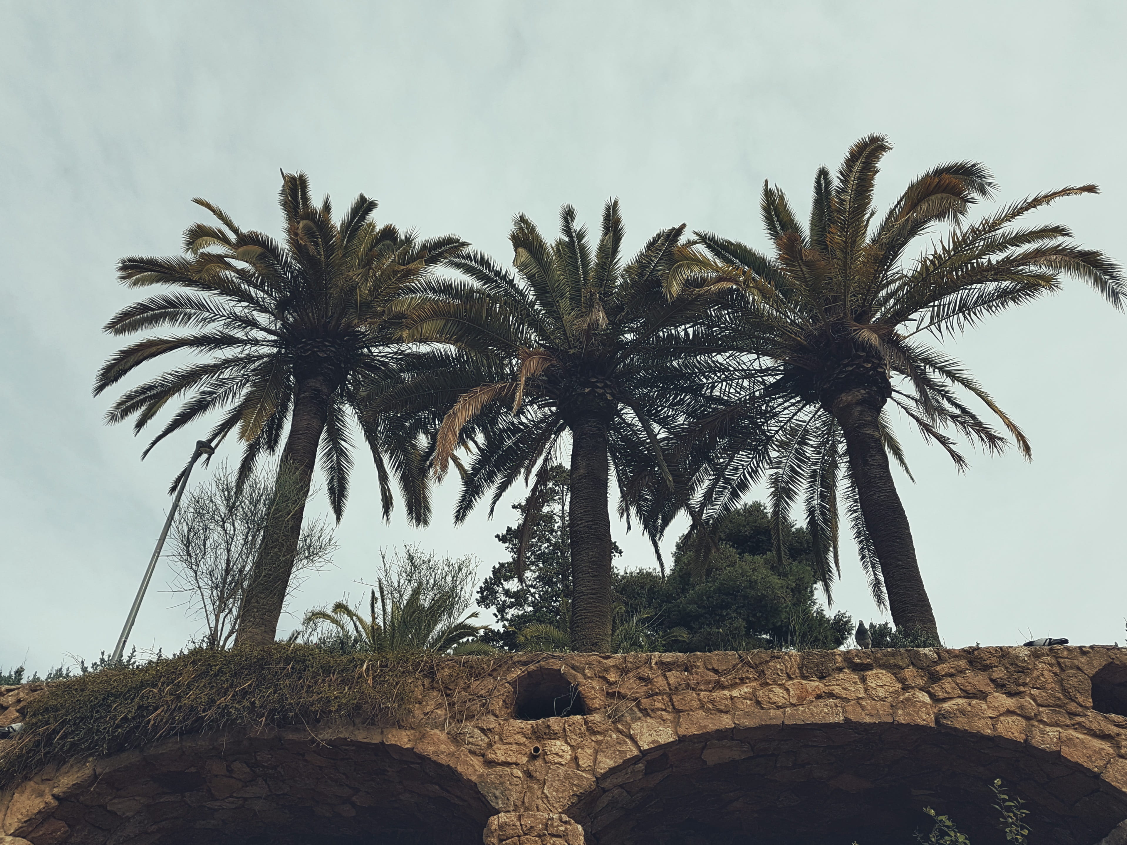 date palm tree, tree, architecture, park, low angle view, tropical climate, plant, palm tree, beauty in nature, outdoors, palm, spain, the past, tranquility, HD Wallpaper