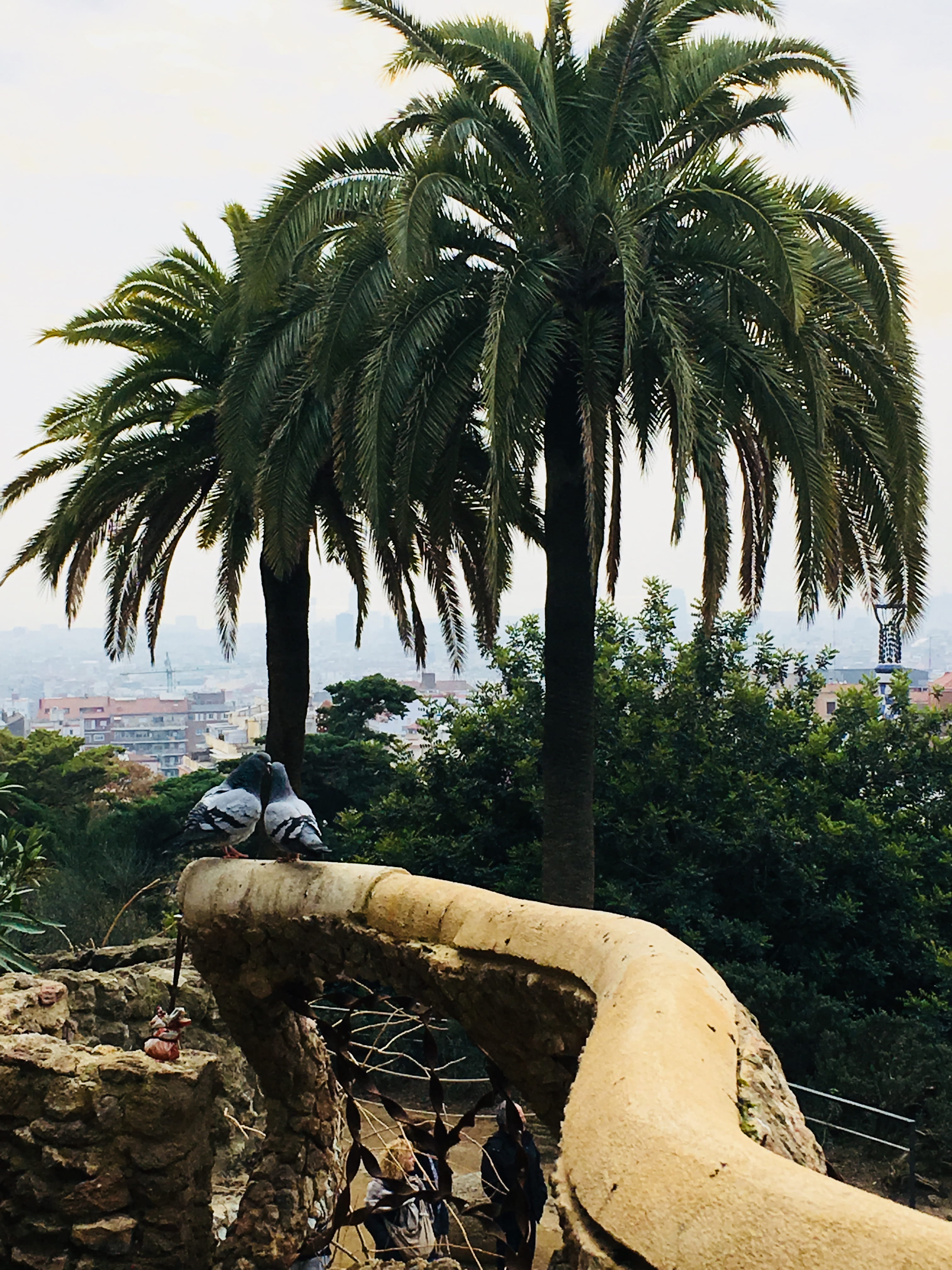 palm tree, spain, plant, growth, day, nature, sunlight, tropical climate, trunk, sea, love, güell, pigeons, 4K, tree, tranquility, beauty in nature, outdoors, Phone HD Wallpaper