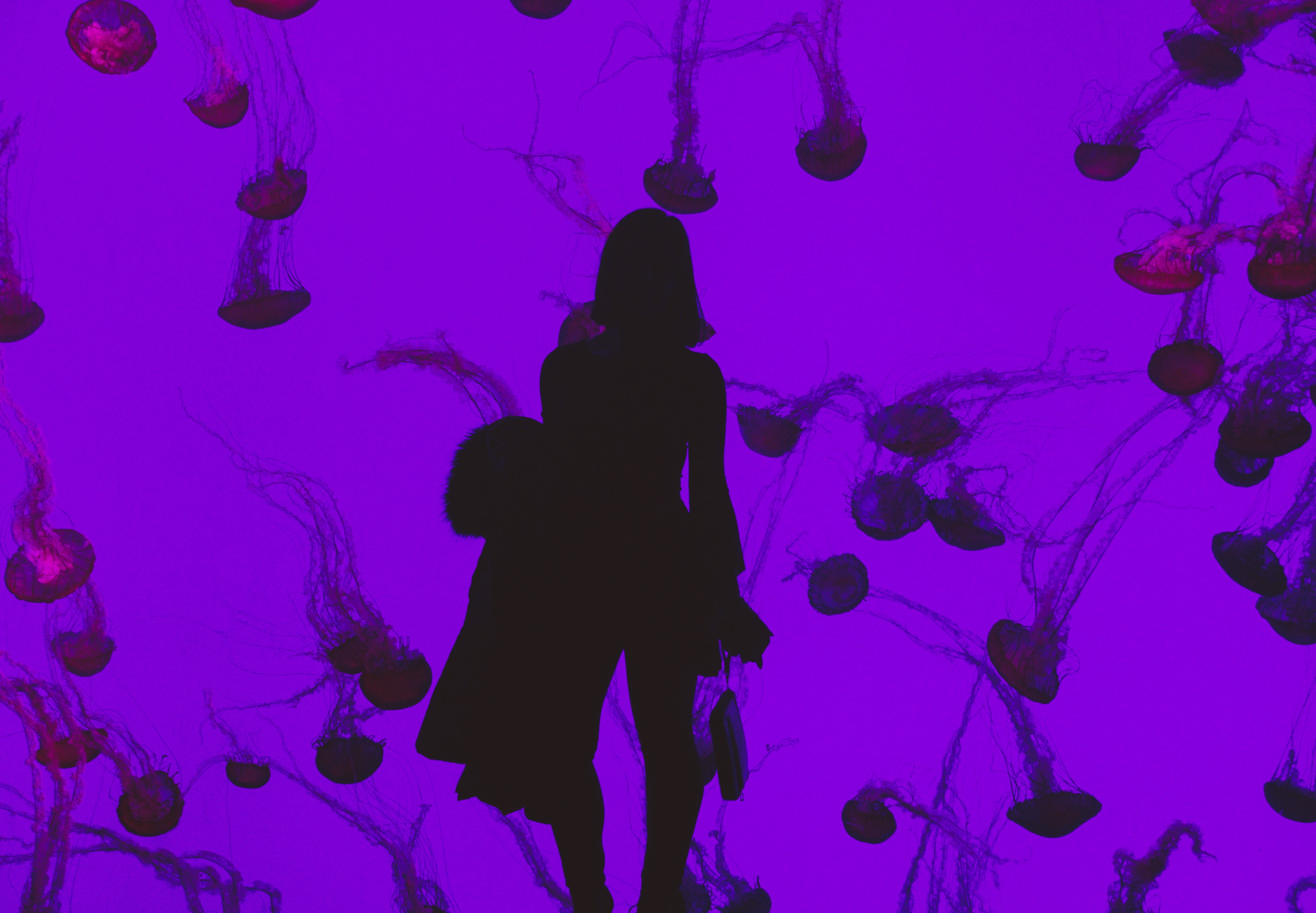 vacation, animal, girl, swimming, sea, jellyfish, canada, model, invertebrate, date night, animals in the wild, 4K, animal themes, ripleys aquarium of canada, HD Wallpaper