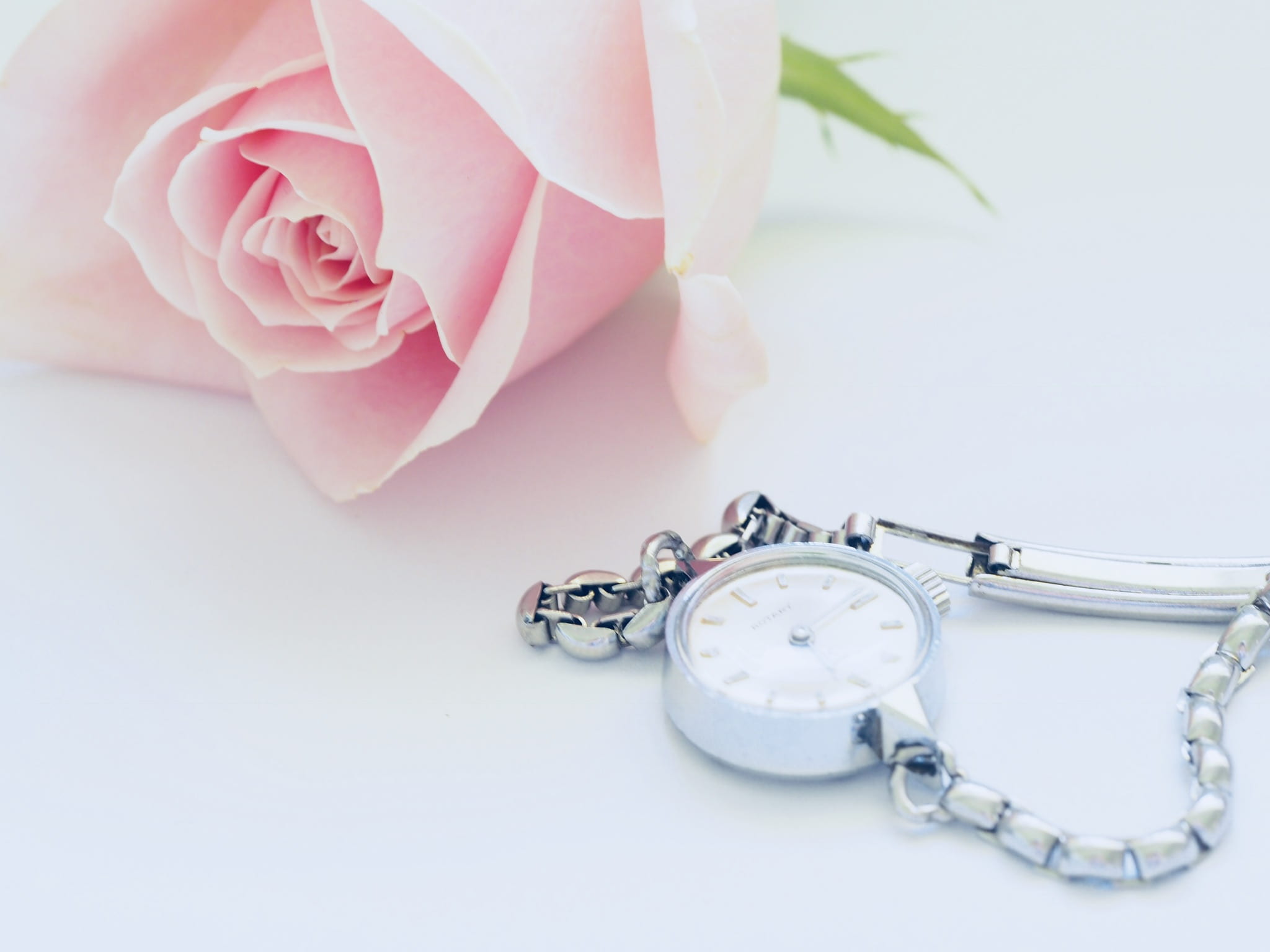 indoors, fragility, background, close-up, plant, freshness, weite, website, pink color, relax, create, bright, lovely, silver, pink, blog, colored, HD Wallpaper