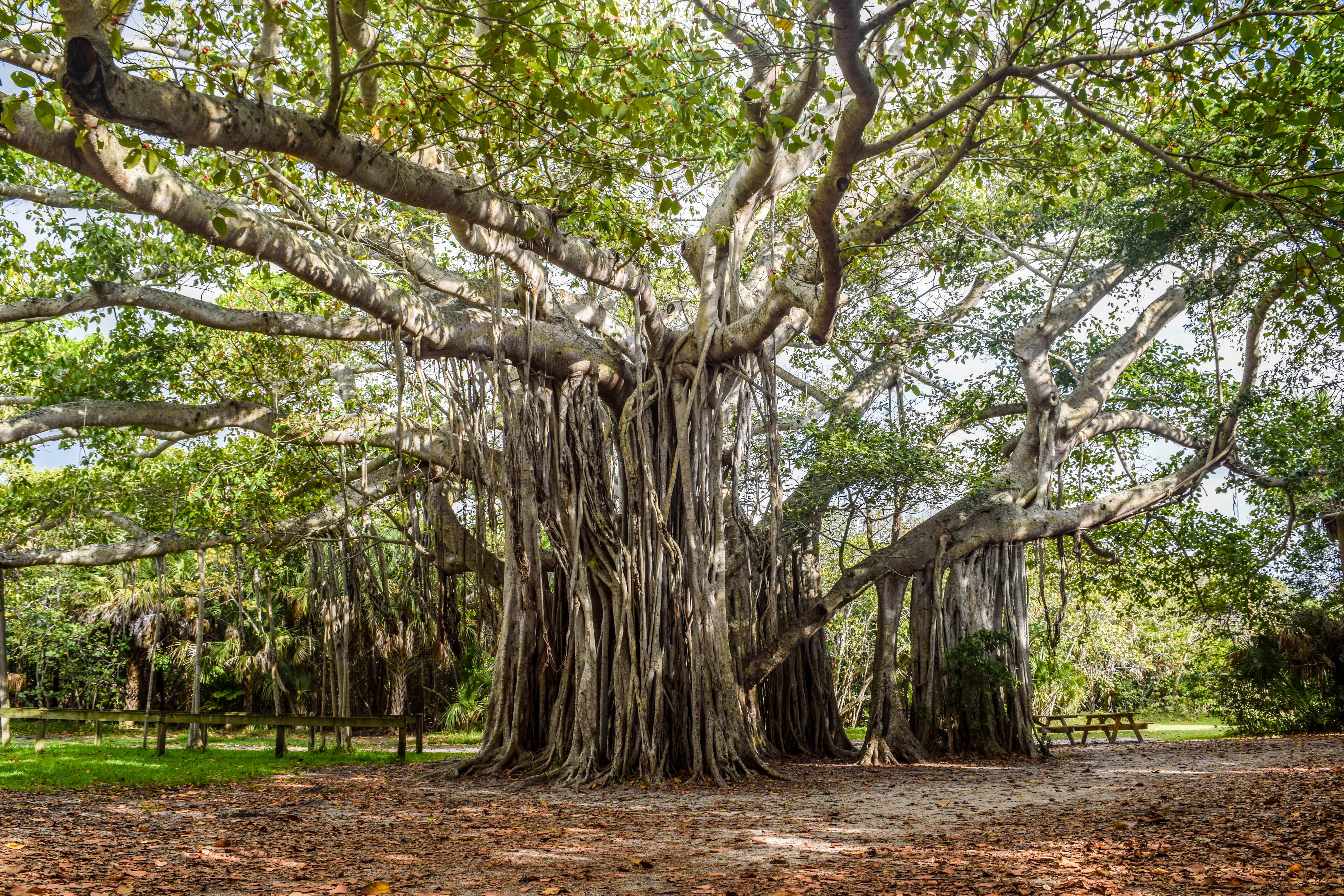 growth, plant, scenics - nature, tree trunk, outdoors, no people, nature, land, tree, united states, tranquility, day, branch, beauty in nature, green color, HD Wallpaper