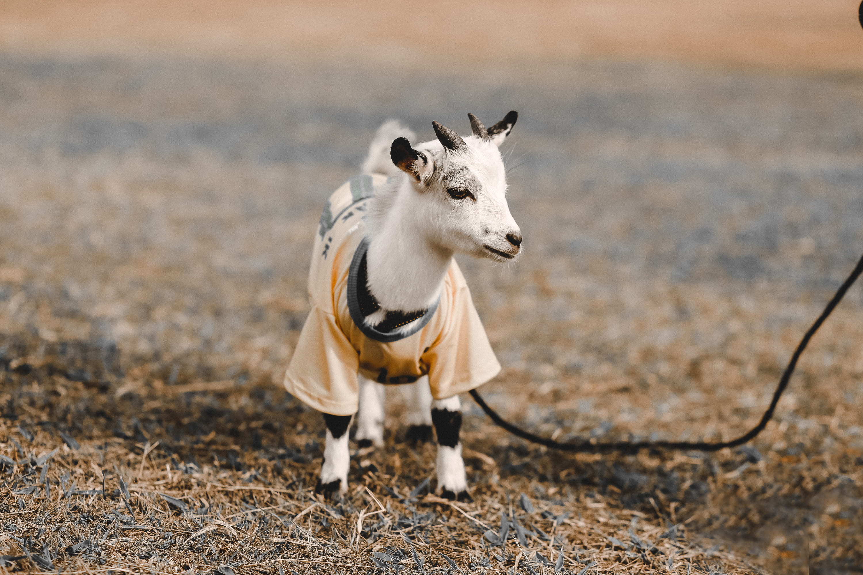 livestock, summer, urbanmeetsp, field, surface, face, clothes, animal, farm animal, farm, young Animal, grazing, nature, looking, cute, t-shirt, saopaulo, HD Wallpaper