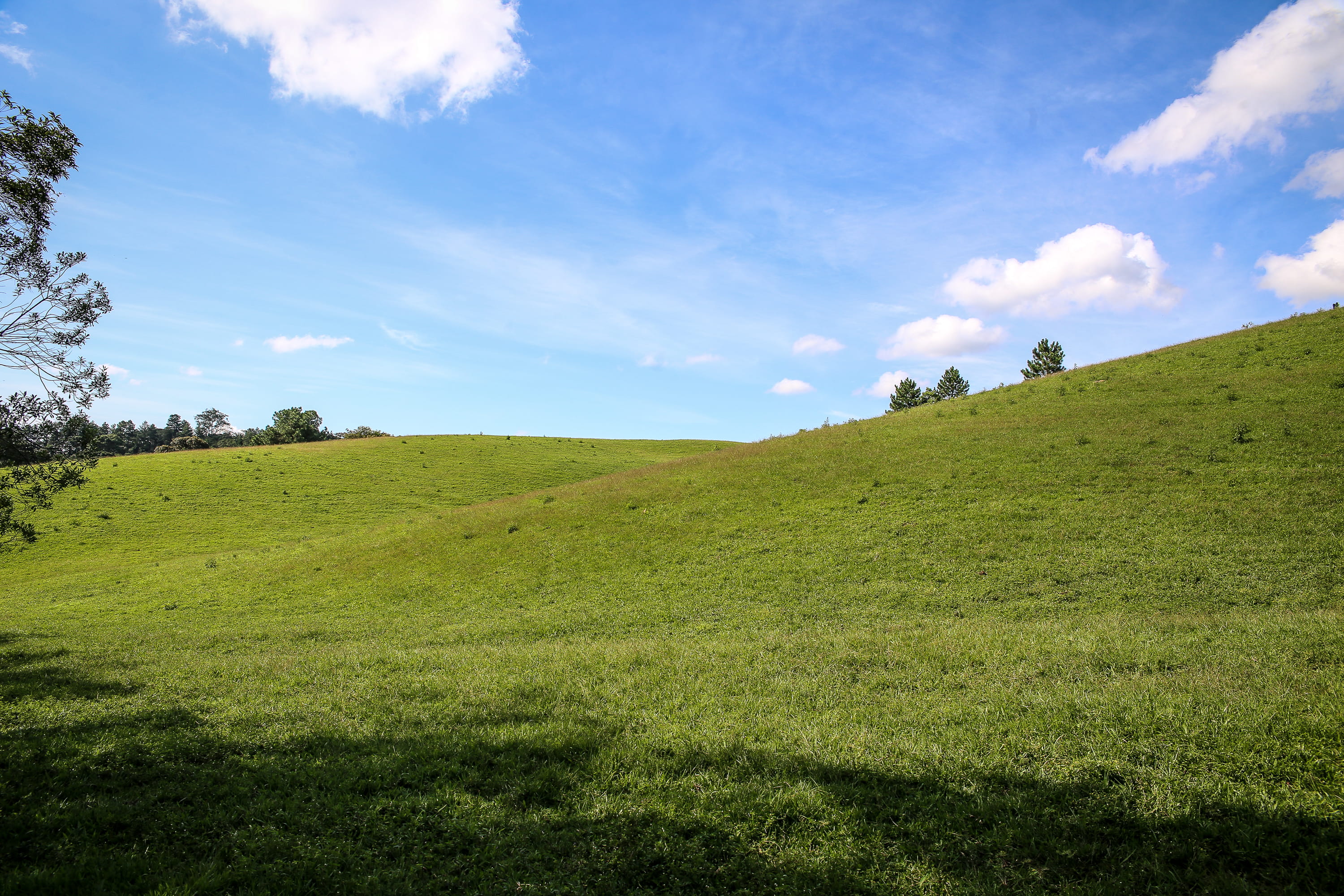 environment, tranquil scene, xp, nature, tranquility, forest, tree, no people, plant, saopaulo, day, growth, 2K, cloud - sky, green color, non-urban scene, HD Wallpaper
