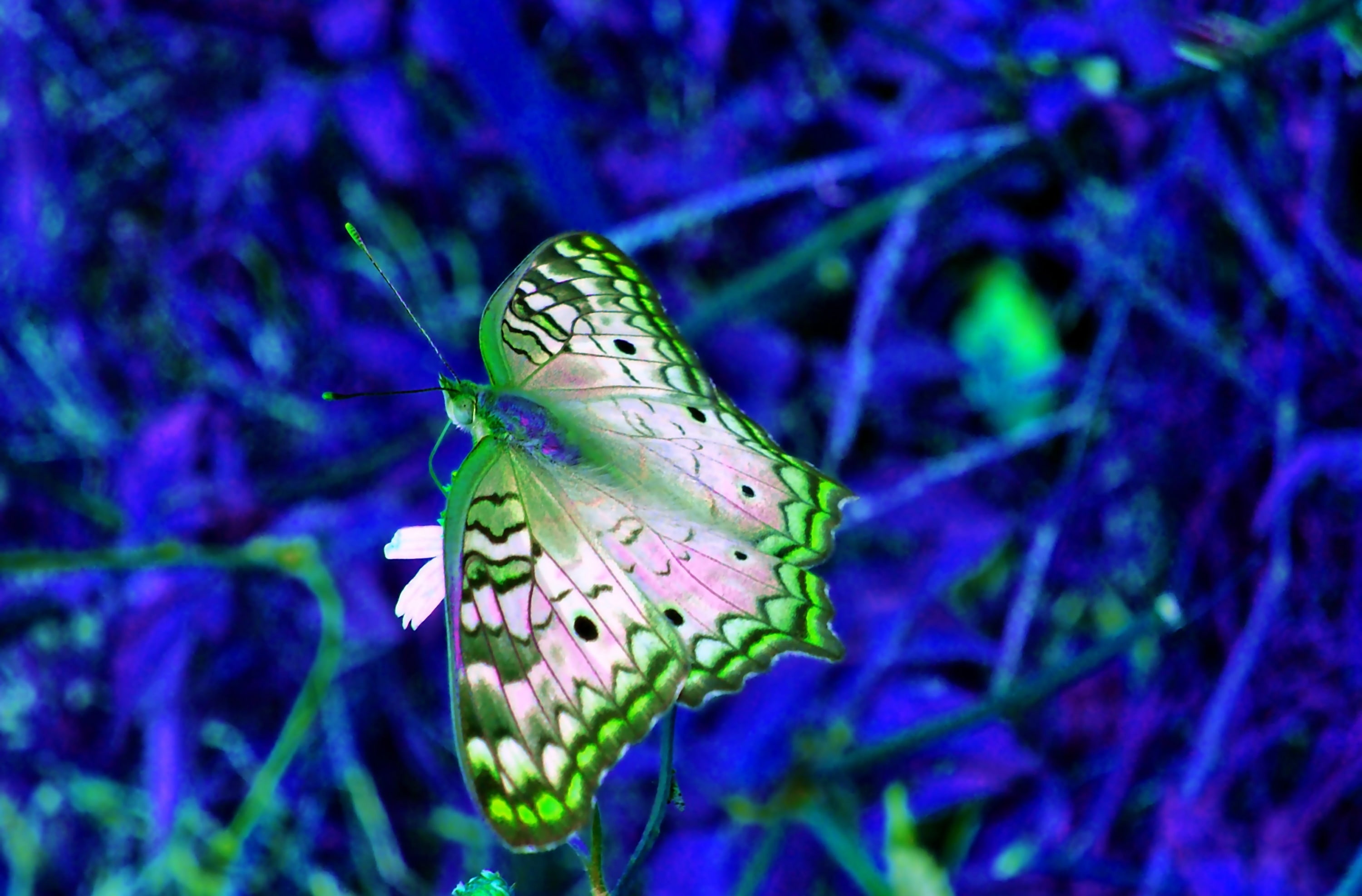 flower, fragility, plant, butterfly - insect, animal, animal wildlife, flowering plant, animals in the wild, focus on foreground, 2K, one animal, Nature, HD Wallpaper