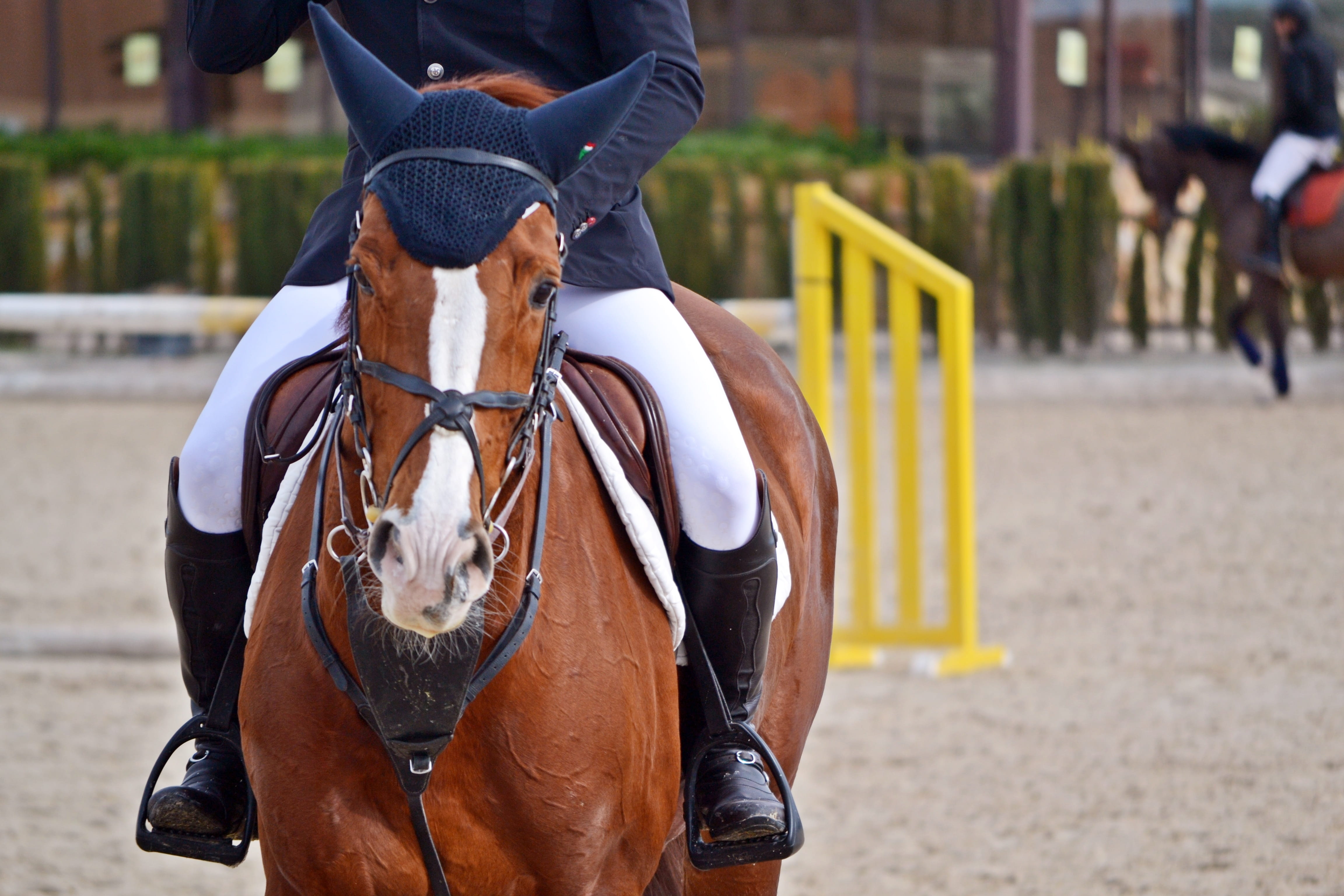vertebrate, Horse Riding, outdoors, block, front view, Mount, one person, steed, domestic, mammal, one animal, rider, day, animal wildlife, activity, animal themes, HD Wallpaper
