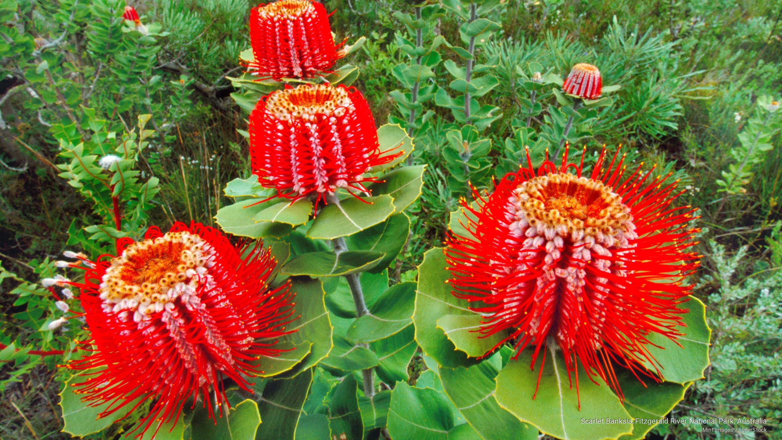 australia, scarlet, river, Flowers/Gardens, banksia, national, 2K, fitzgerald, park, HD Wallpaper