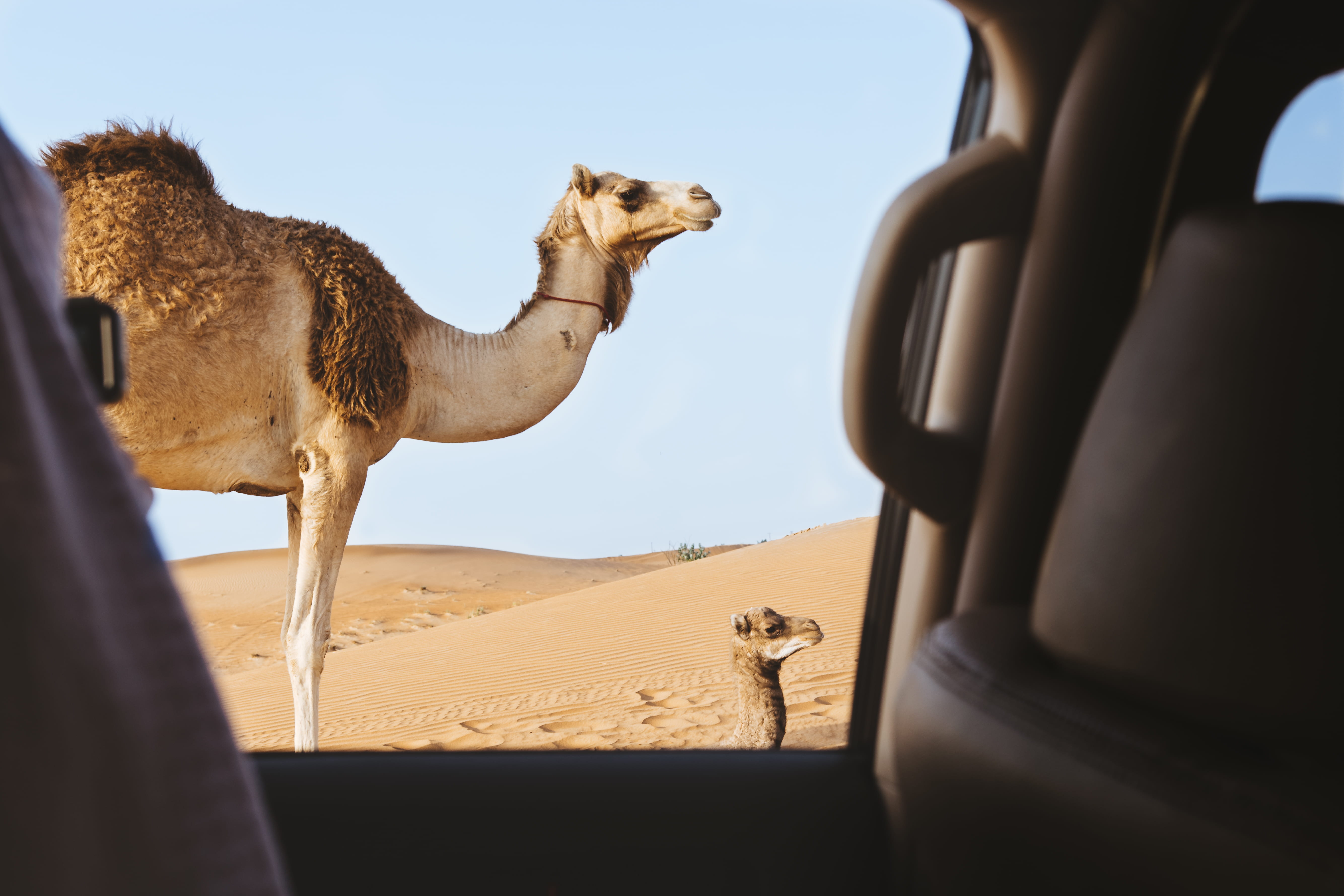 land, sand dune, travel, window, herbivorous, day, animal themes, sky, working animal, adventure, desert, brown, over the shoulder view, mammal, explore, HD Wallpaper