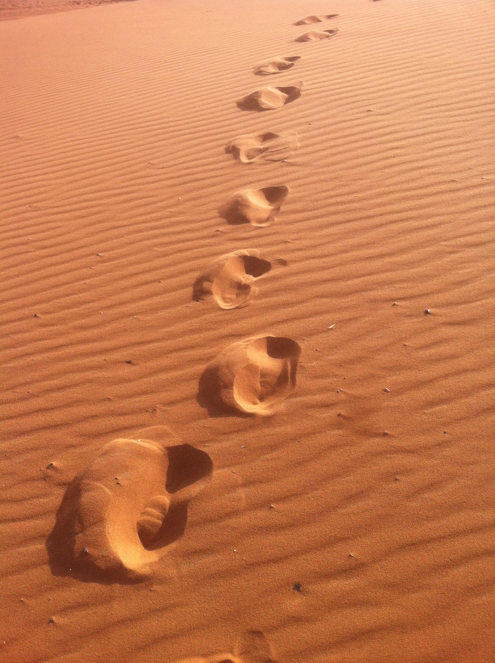 camel trek, print, voyage, camel, wood - material, journey, excursion, tour, scenics - nature, arid climate, full frame, 2K, nature, desert, trip, sunlight, Phone HD Wallpaper