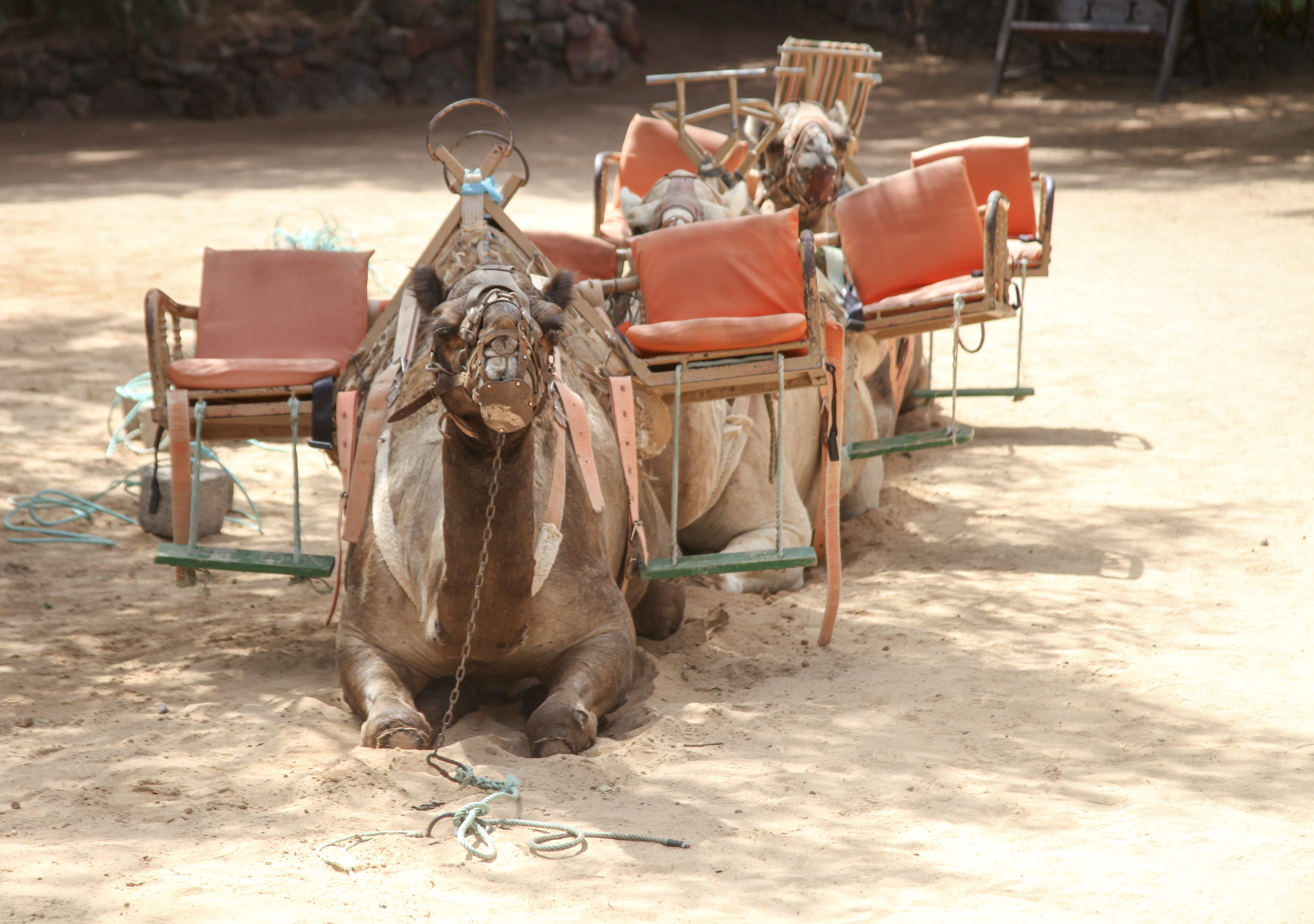 nomad, adventure travel, desert camp, animal themes, domestic animals, livestock, day, more, animal wildlife, camel, sun, pets, working animal, caravan, HD Wallpaper